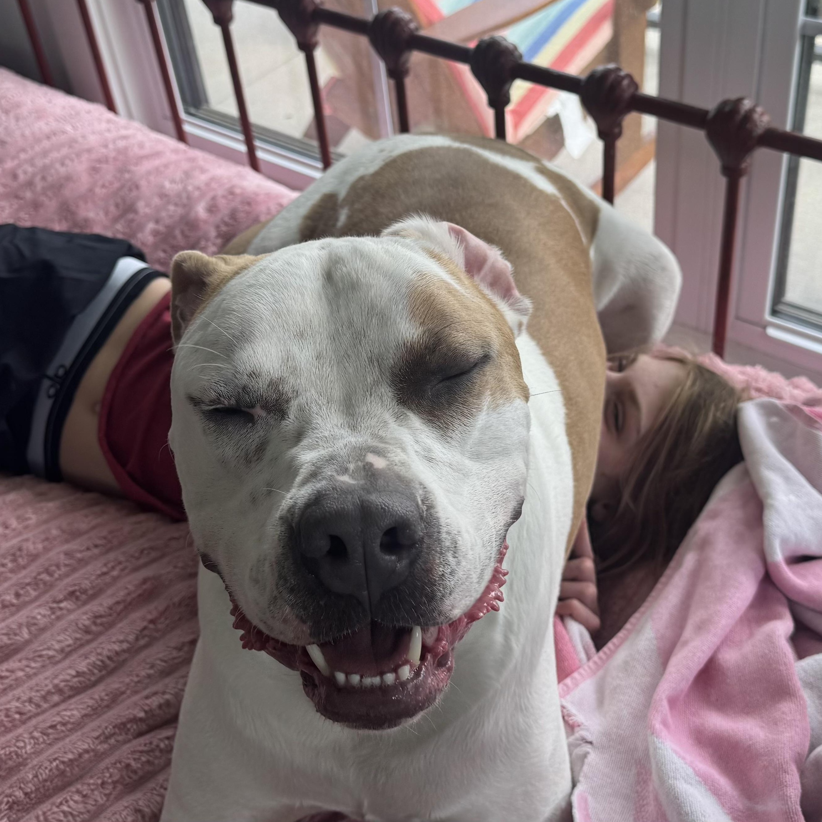 Beau, a ADOPTABLE mixed breed in St. Louis, MO image 4/4