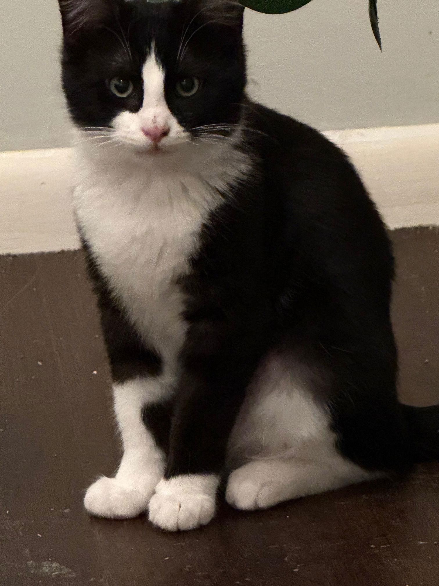 Enlarge Pierce, a Adoptable Domestic Short Hair in Minneapolis, MN image 2/2