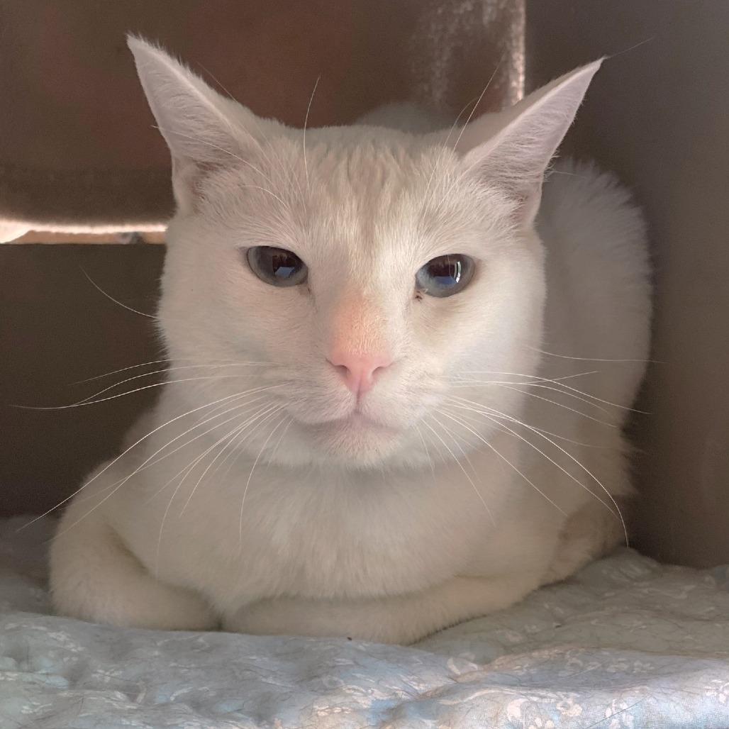 Snowburst — thumbnail 6