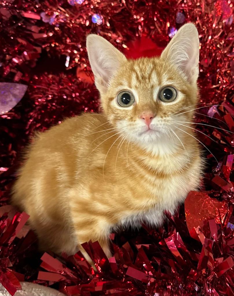 12/11/25 Icelyn, Adopted, Kitten Female Domestic Short Hair.