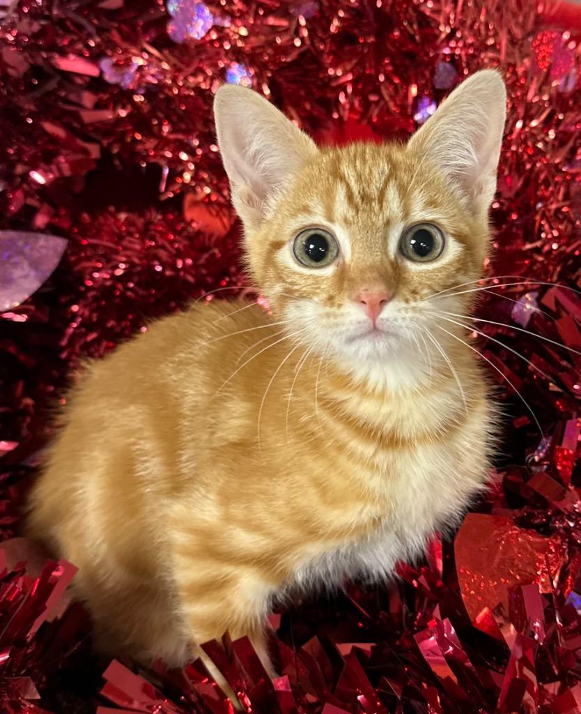 12/11/25 Icelyn, a Adopted mixed breed in Stillwater, OK image 2/2