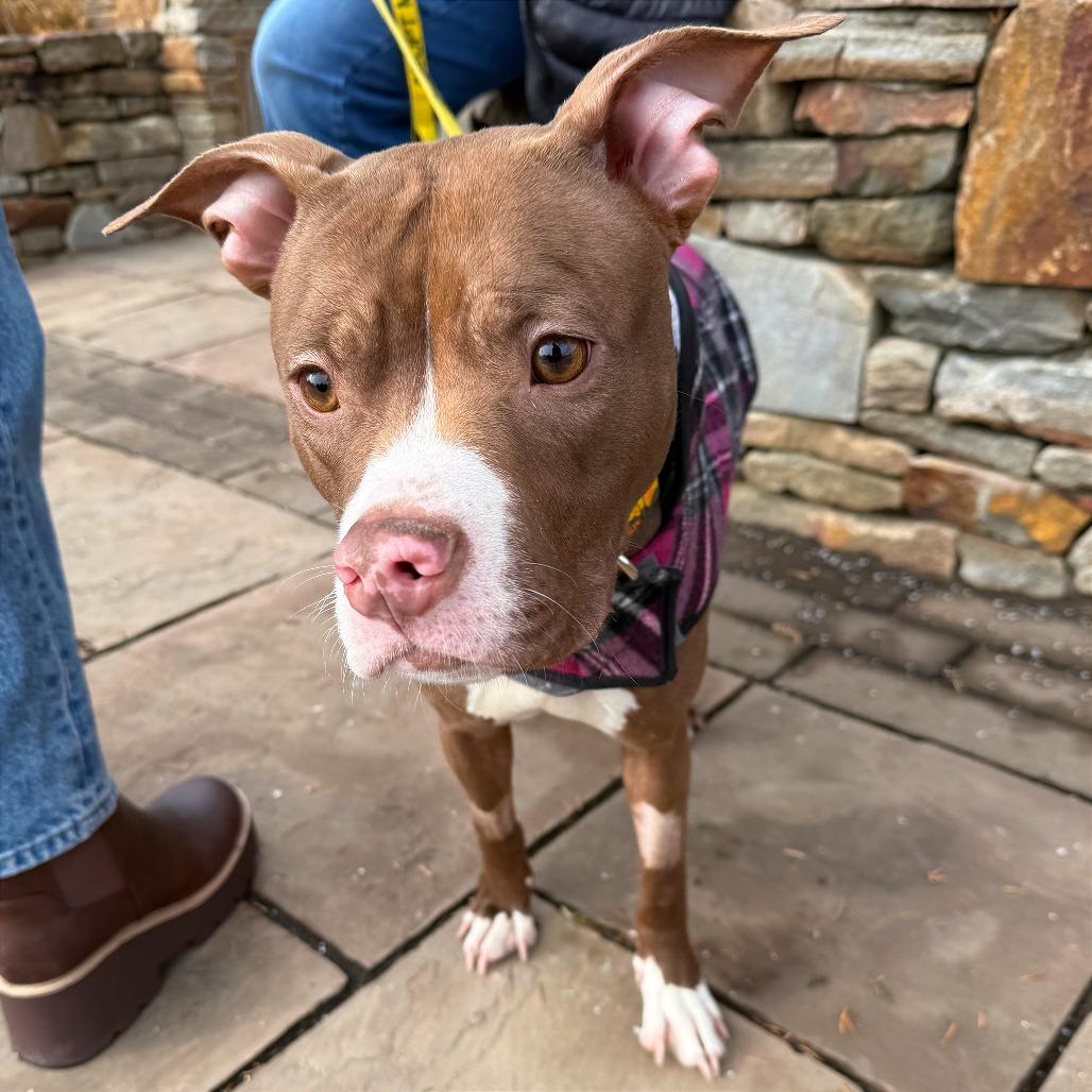 Mabeline, a Adoptable mixed breed in West Chester, PA image 2/2