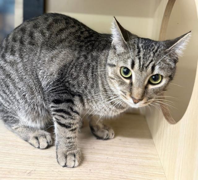 Wynn 1 year old, Adoptable, Young Female Tabby.