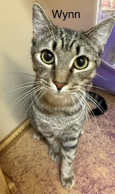 Enlarge Wynn 1 year old, a Adoptable Tabby in Jackson, GA image 2/2