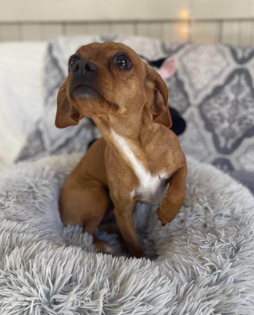 Ellie Bellie, a Adoptable mixed breed in Fort Worth, TX image 1/2