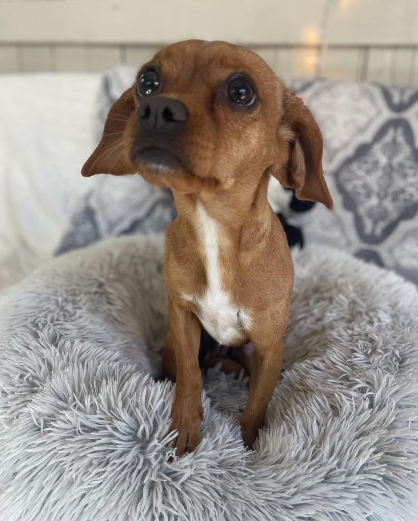 Ellie Bellie, a Adoptable mixed breed in Fort Worth, TX image 2/2