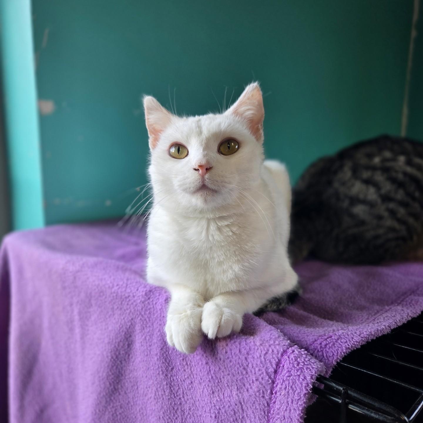 Enlarge Lil' Toastie, a Adoptable Domestic Short Hair in Brookings, SD image 1/4