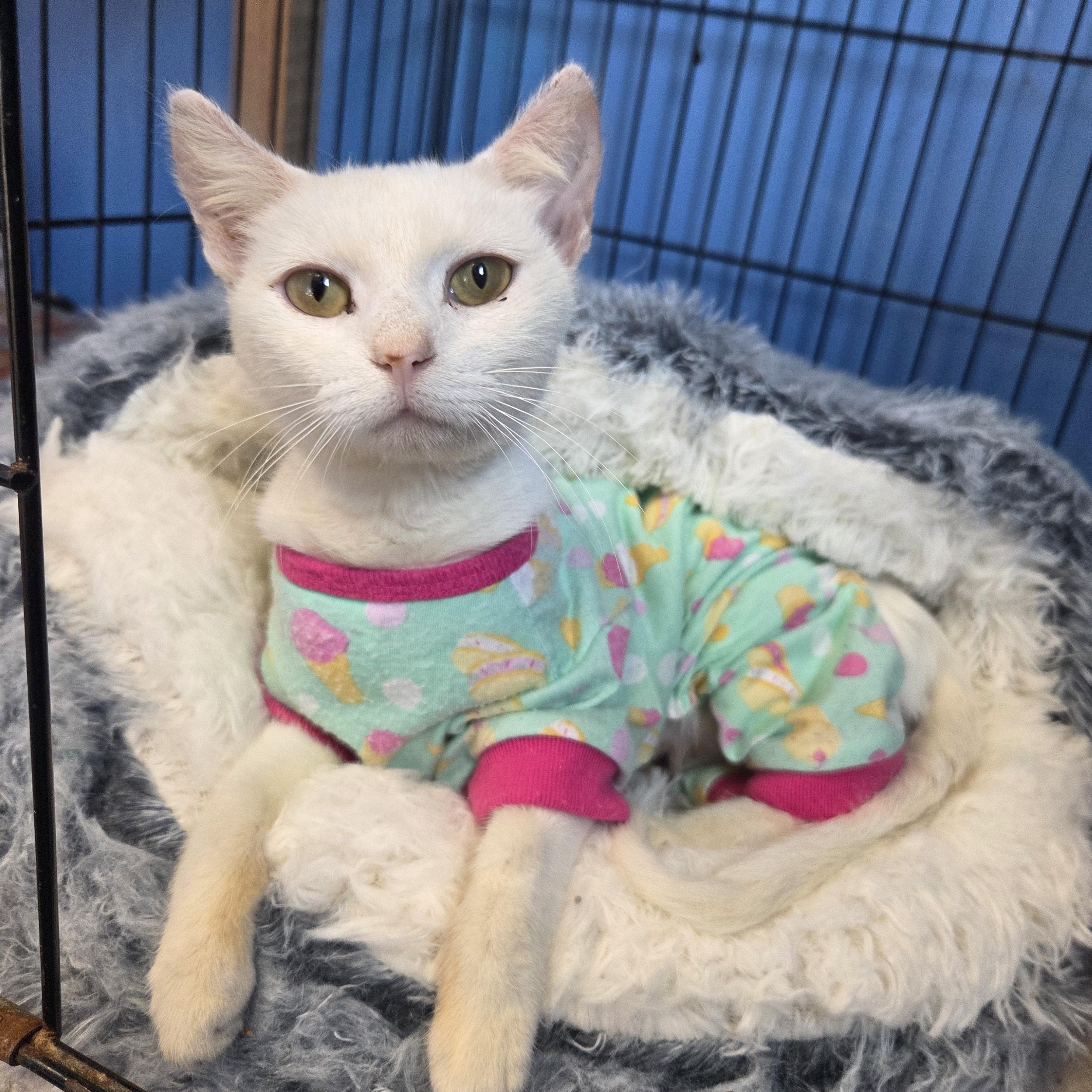Lil' Toastie, Adoptable, Adult Female Domestic Short Hair.