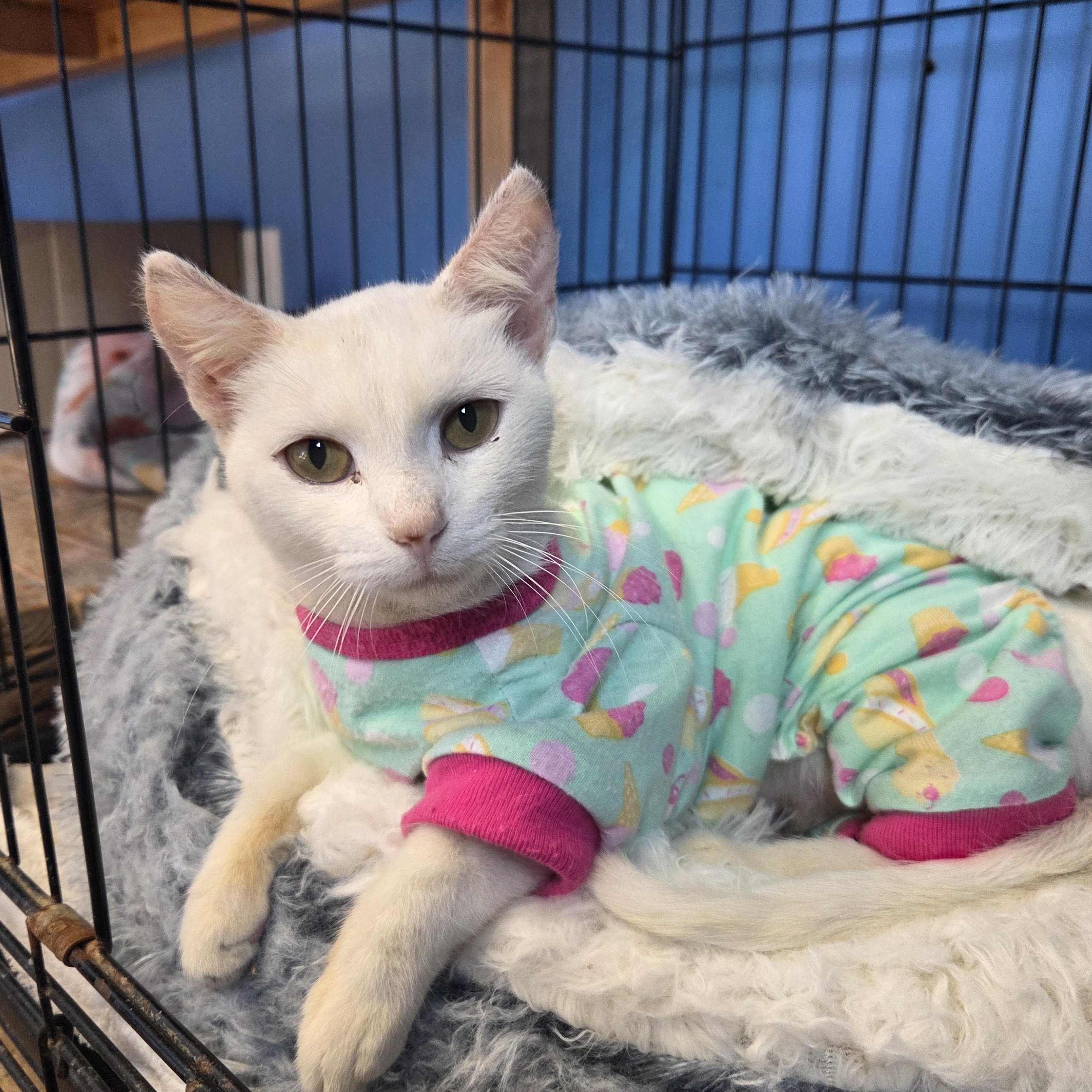 Lil' Toastie, a Adoptable Domestic Short Hair in Brookings, SD image 2/2