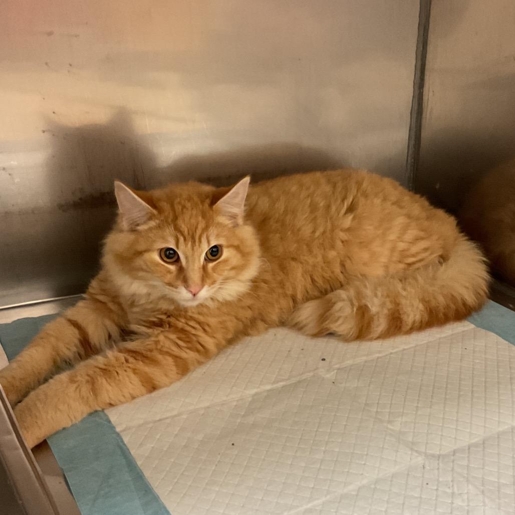 Creamsicle, Adoptable, Young Male Domestic Medium Hair.