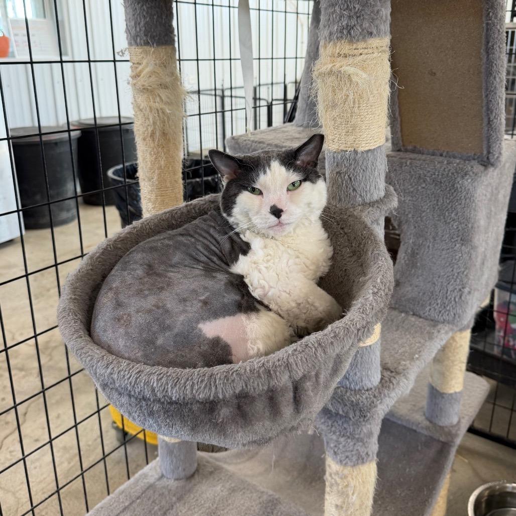 Jupiter, Adoptable, Adult Male Domestic Short Hair.