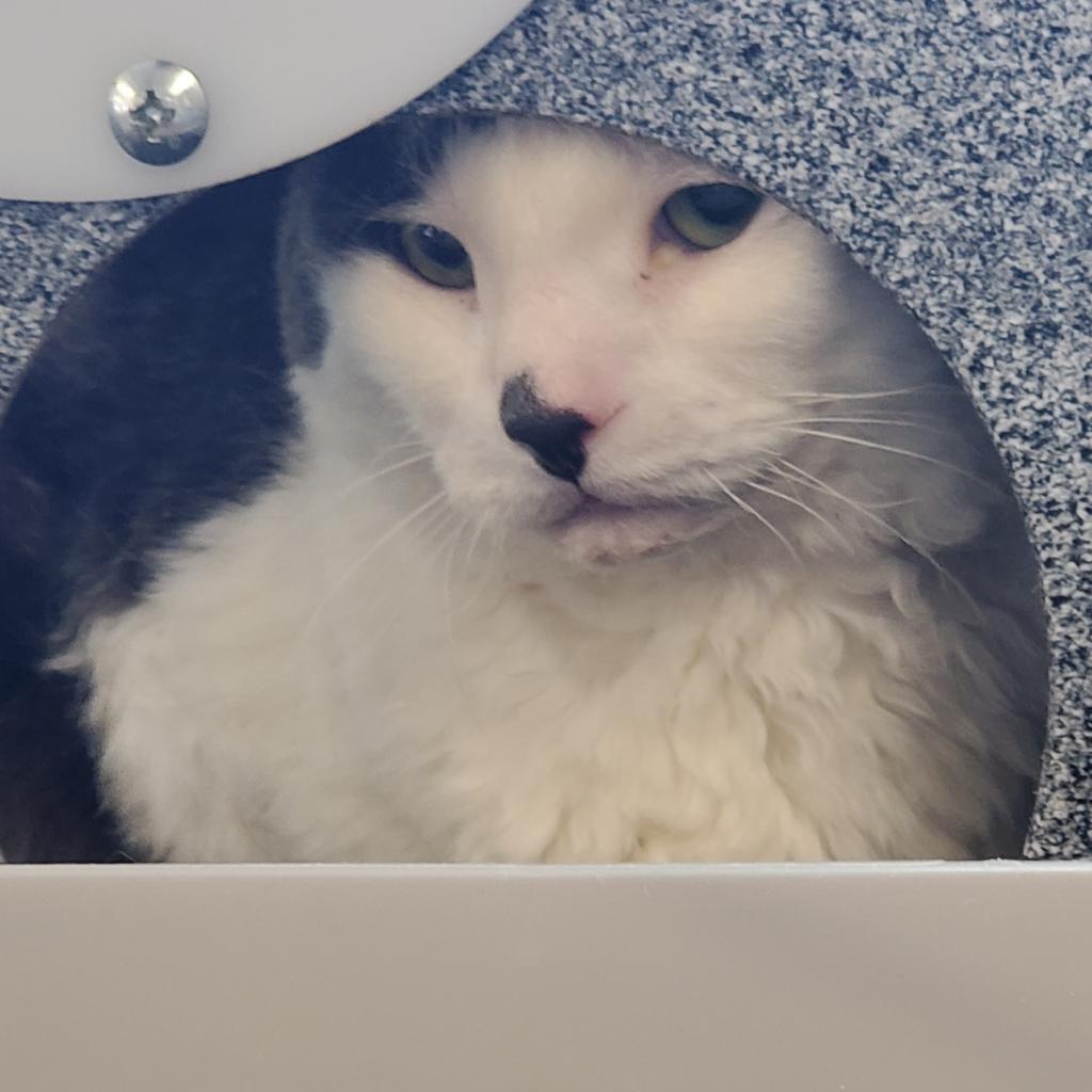 Jupiter, a Adoptable Domestic Short Hair in Spanish Fork, UT image 2/2