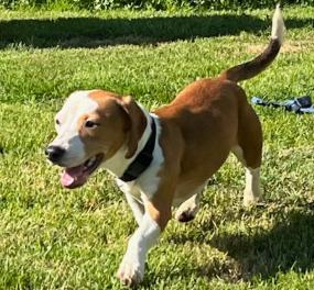 Enlarge Poppy, a Adoptable Basset Hound in Marengo, IL image 1/3