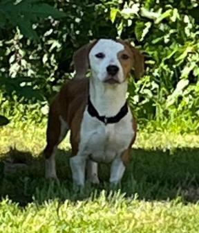 Enlarge Poppy, a Adoptable Basset Hound in Marengo, IL image 2/3