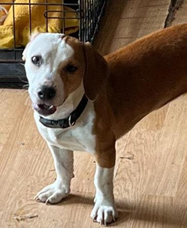 Enlarge Poppy, a Adoptable Basset Hound in Marengo, IL image 3/3