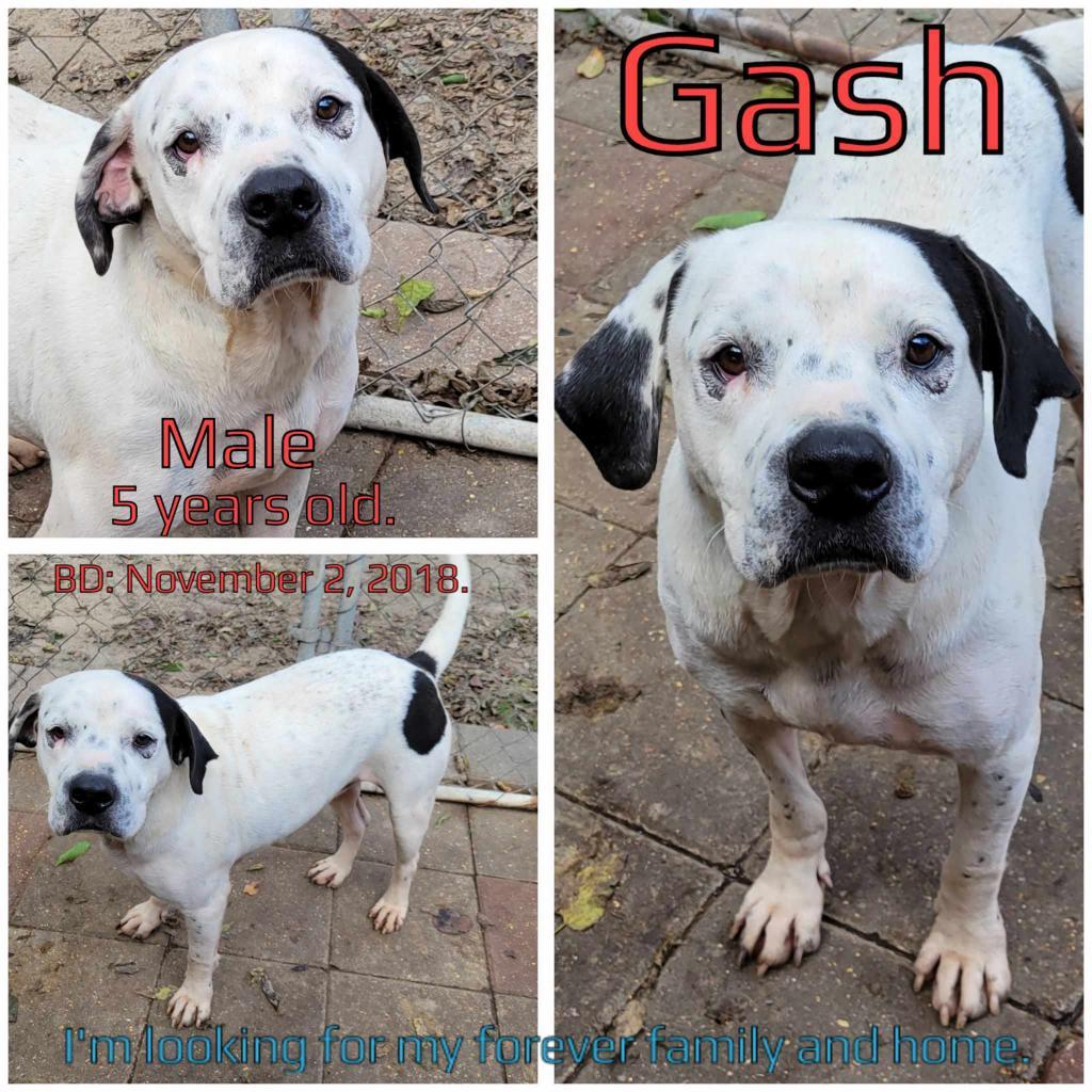 Gash — thumbnail 3