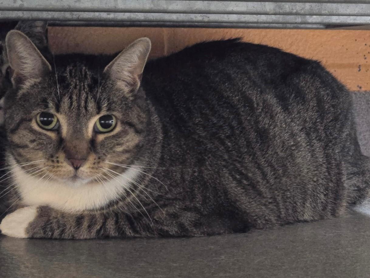 Toast, ADOPTABLE, Adult Female Domestic Short Hair.