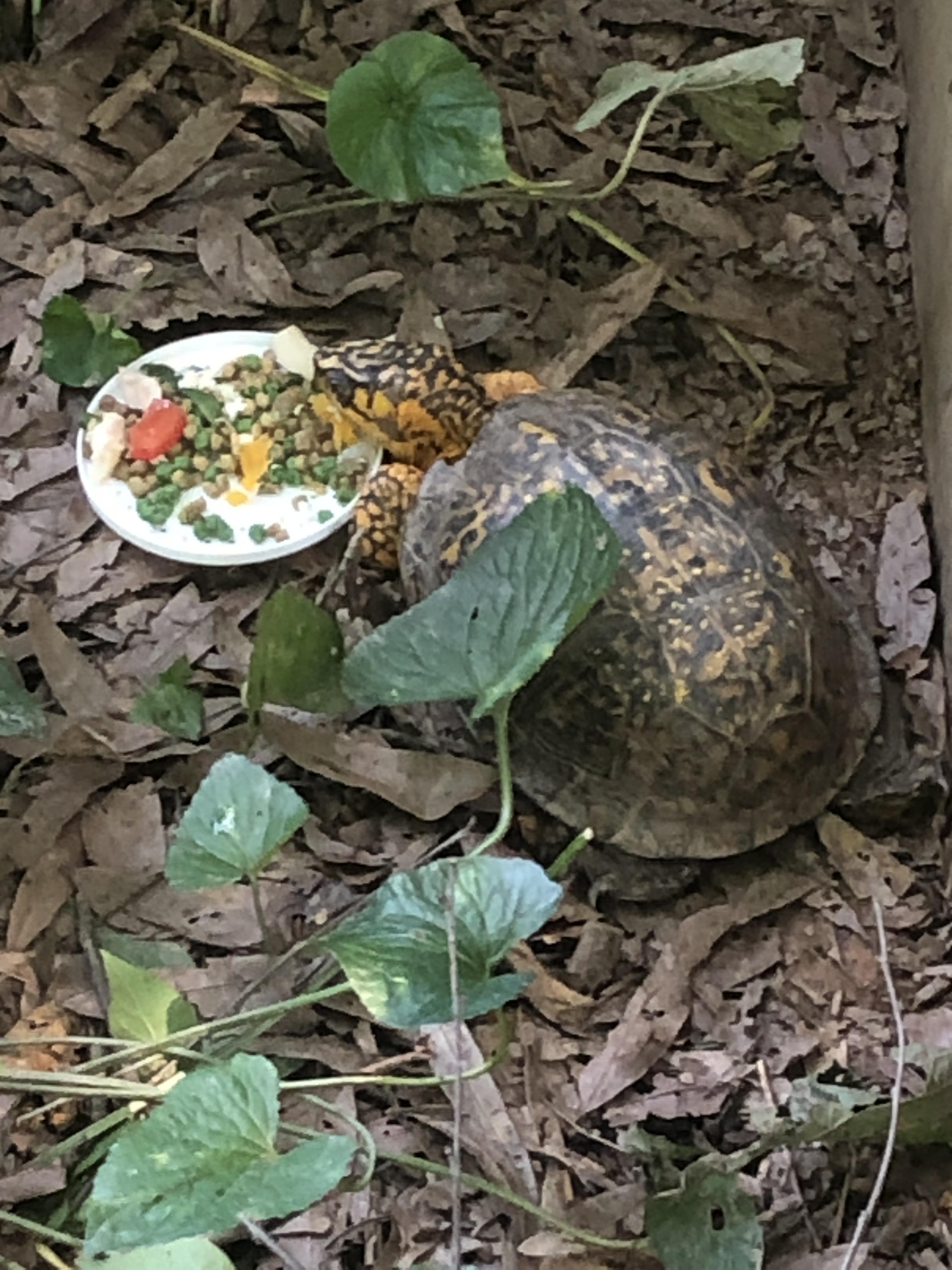 Boss E Box in Montgomery County, MD (local pick up only), a Adopted Eastern Box in Baltimore, MD image 3/5