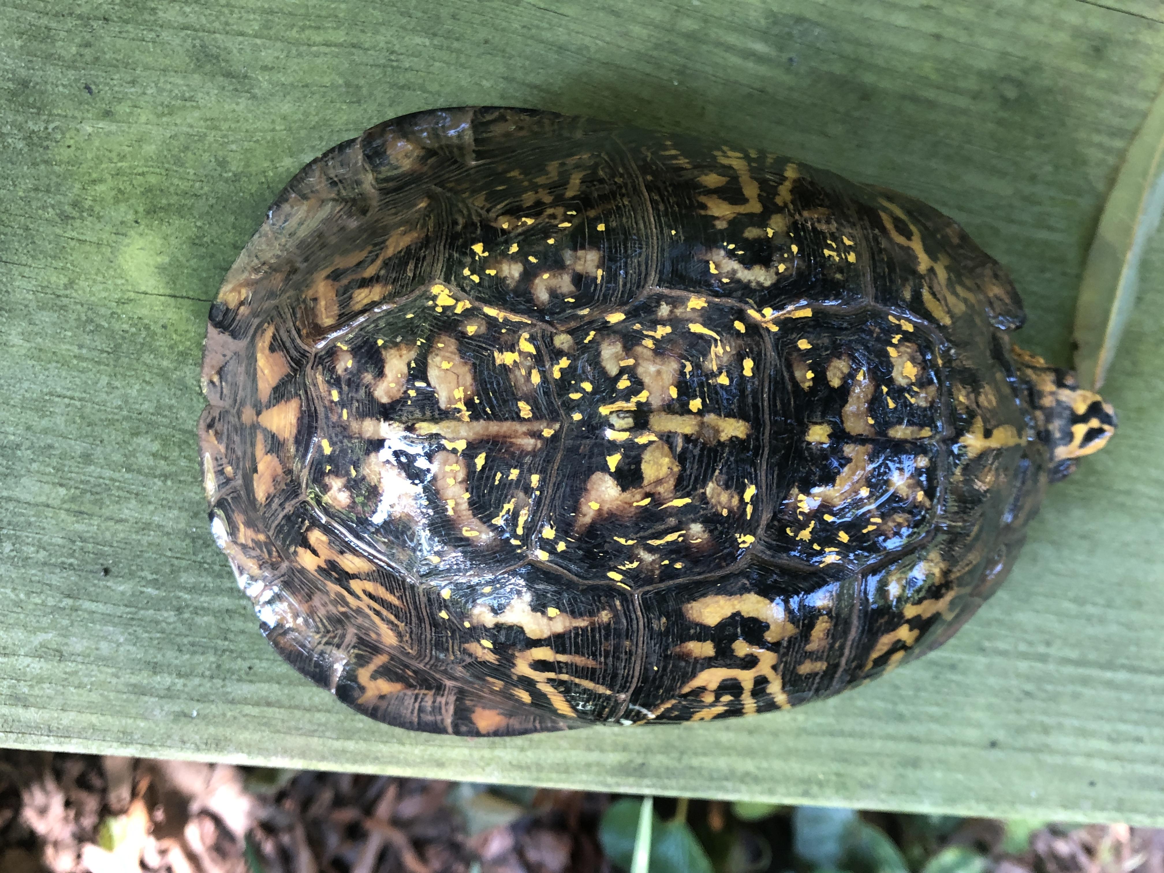 Boss E Box in Montgomery County, MD (local pick up only), a Adopted Eastern Box in Baltimore, MD image 5/5