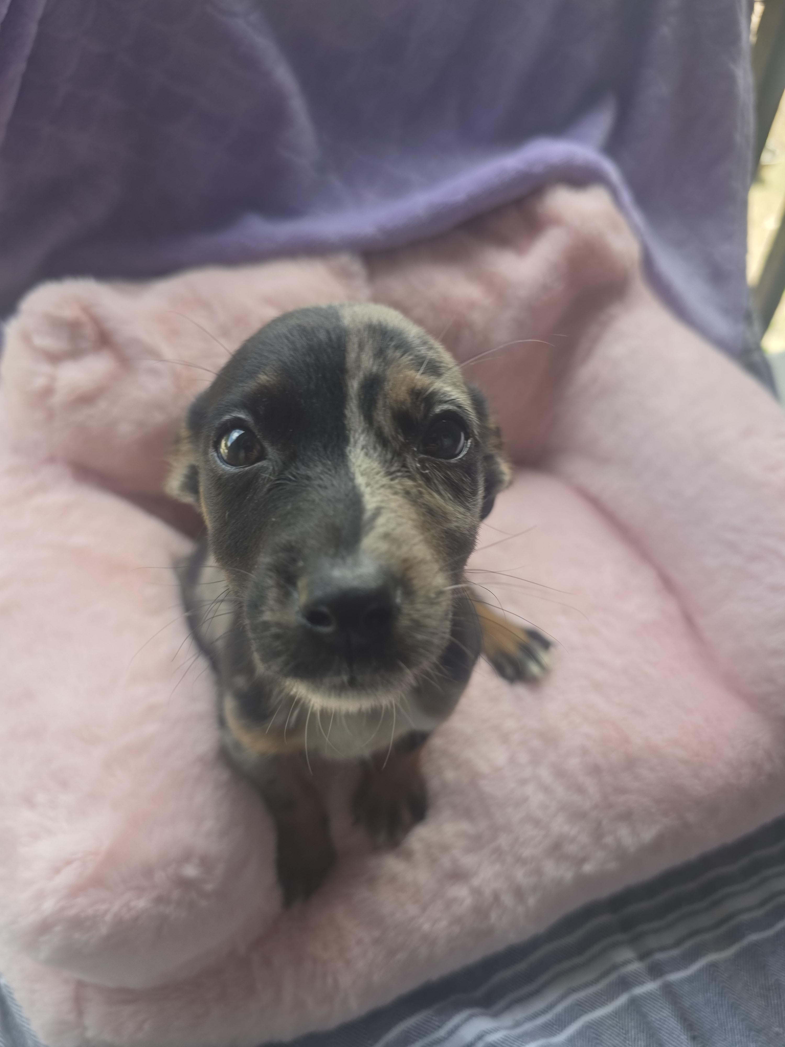 Enlarge Phantom, an adopted mixed breed in Boca Raton, FL image 3/5