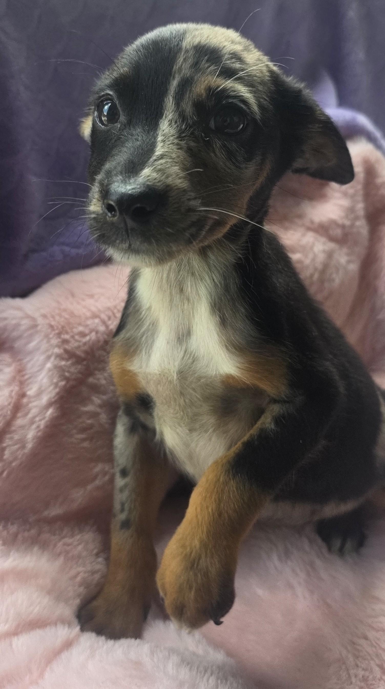 Enlarge Phantom, an adopted mixed breed in Boca Raton, FL image 2/5