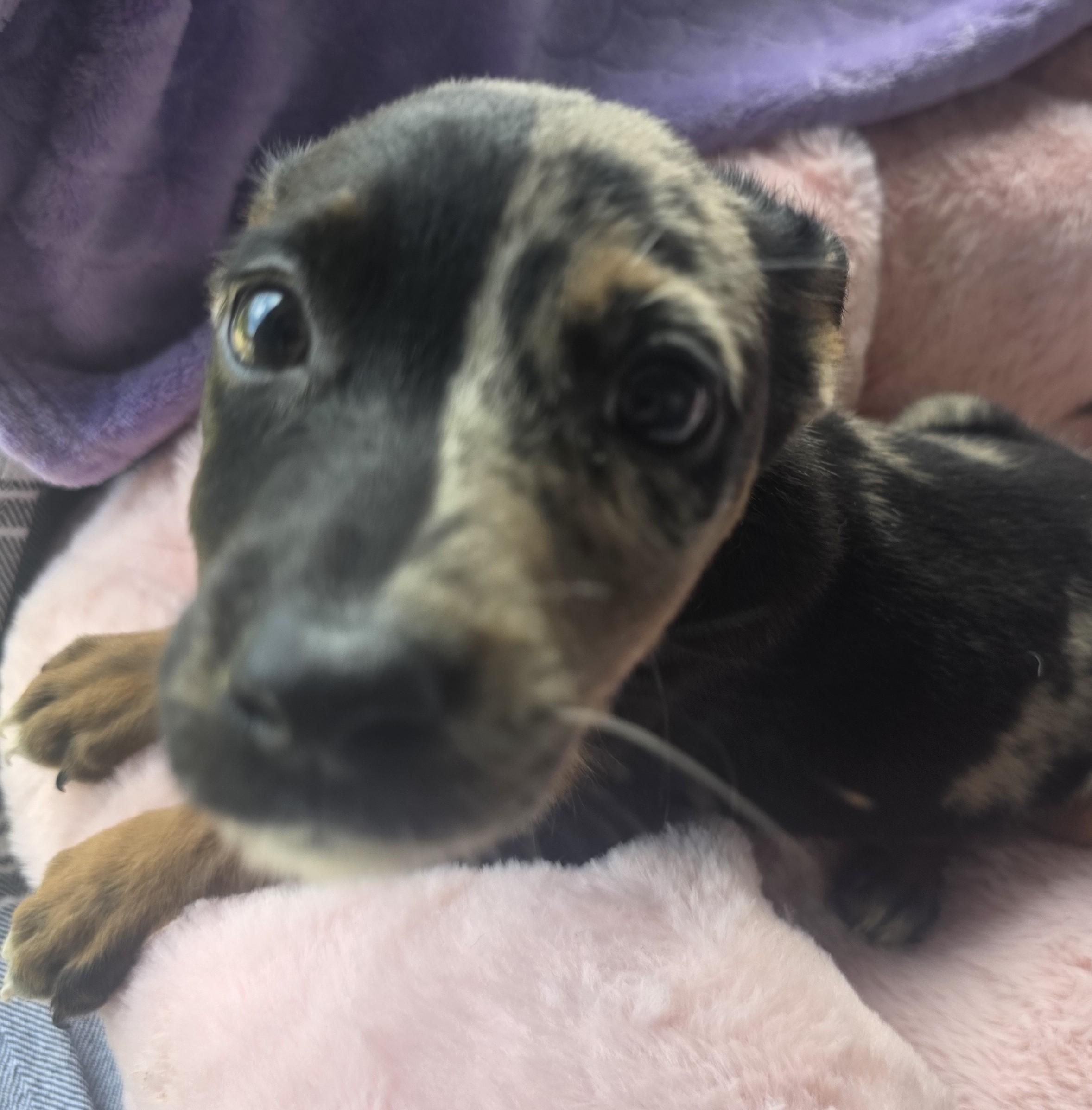 Enlarge Phantom, an adopted mixed breed in Boca Raton, FL image 1/5