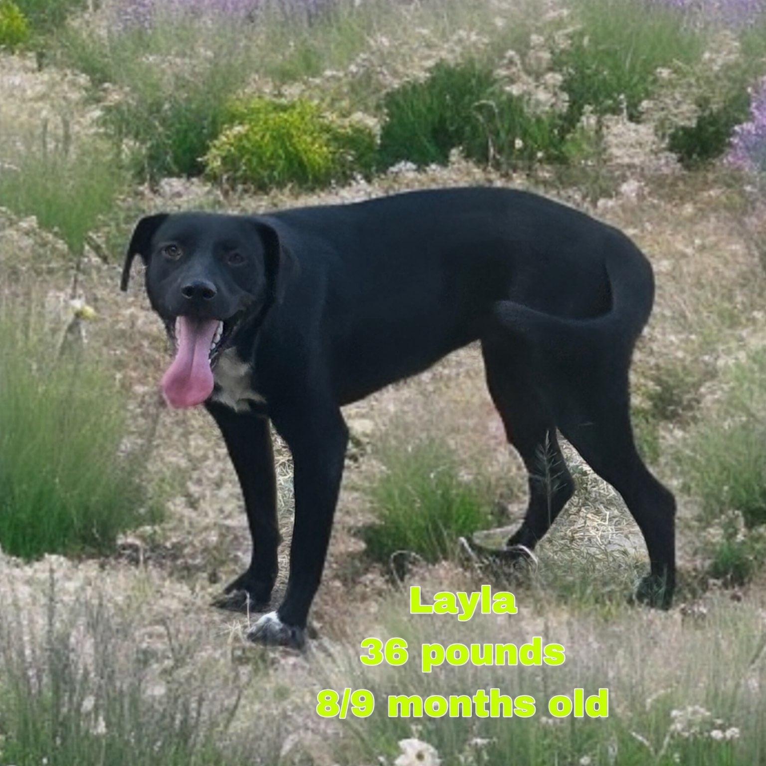 Layla, Young Female unknown
