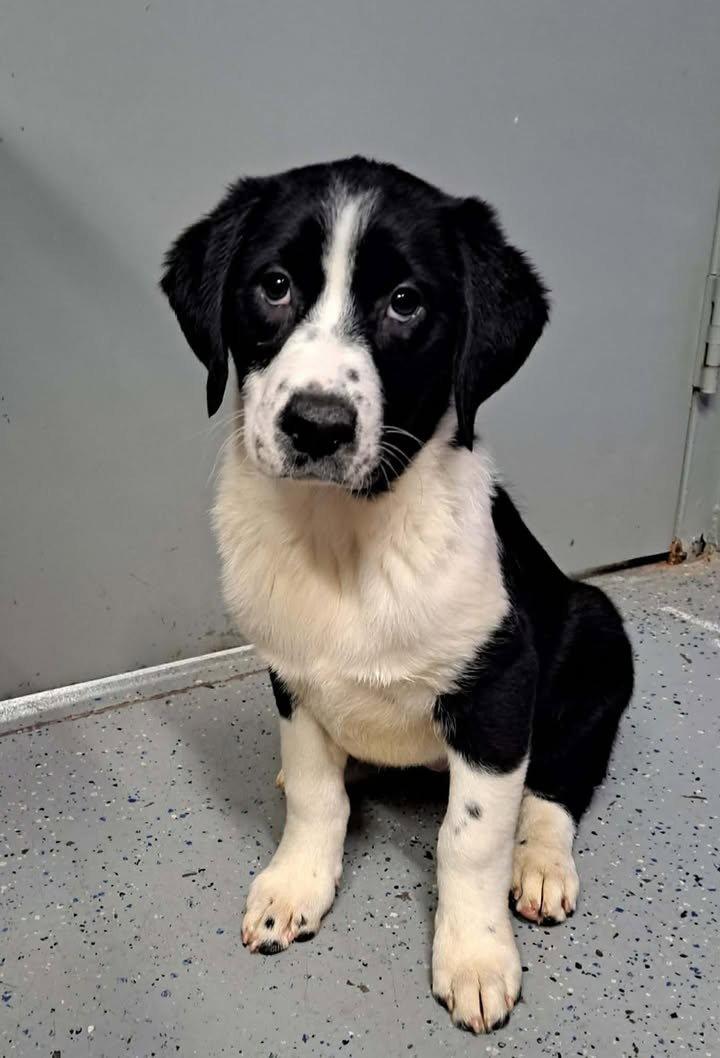 Patty Smith - Adopted | Petfinder