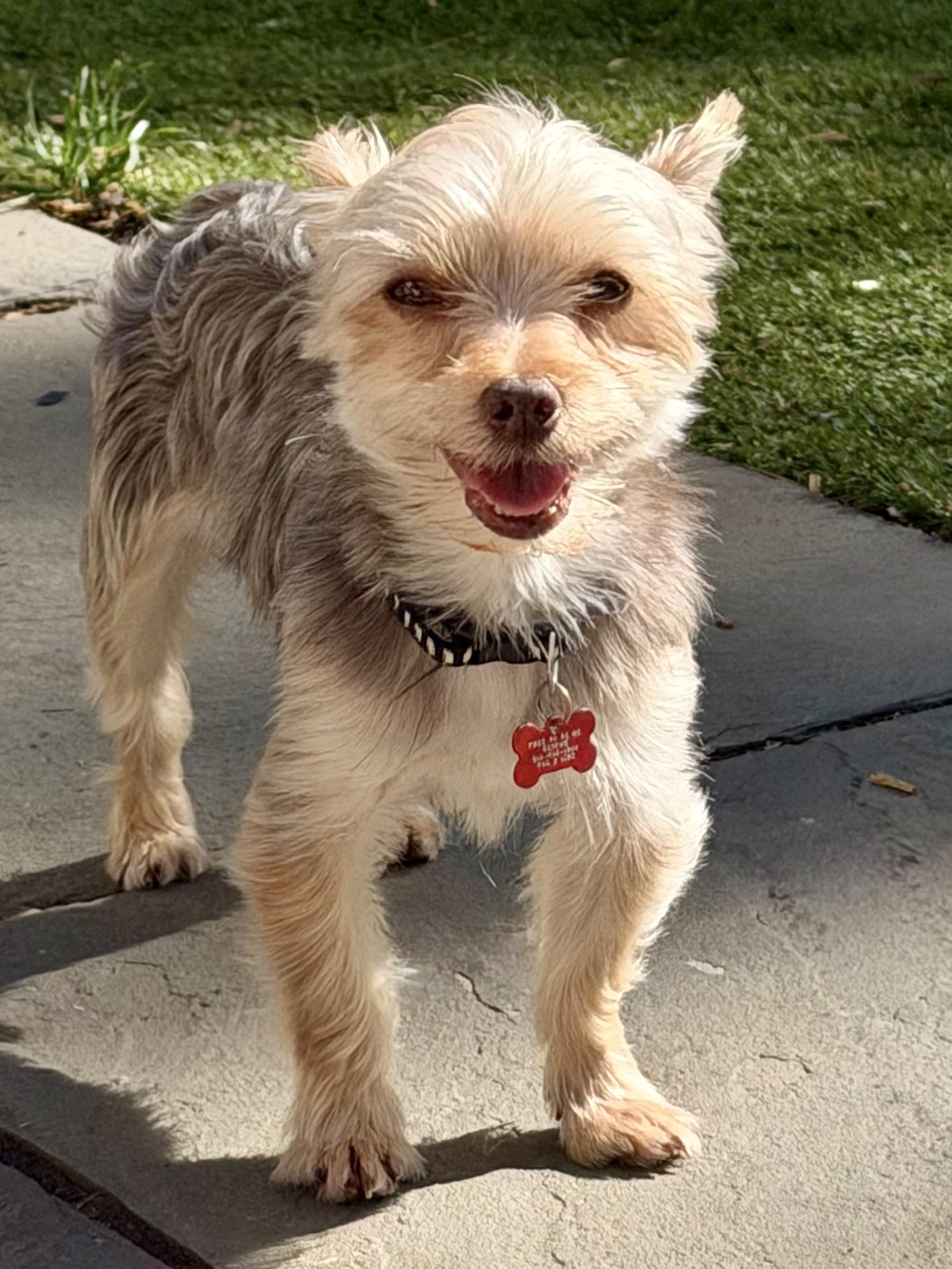 Hersey, ADOPTABLE, Adult Male Yorkshire Terrier.