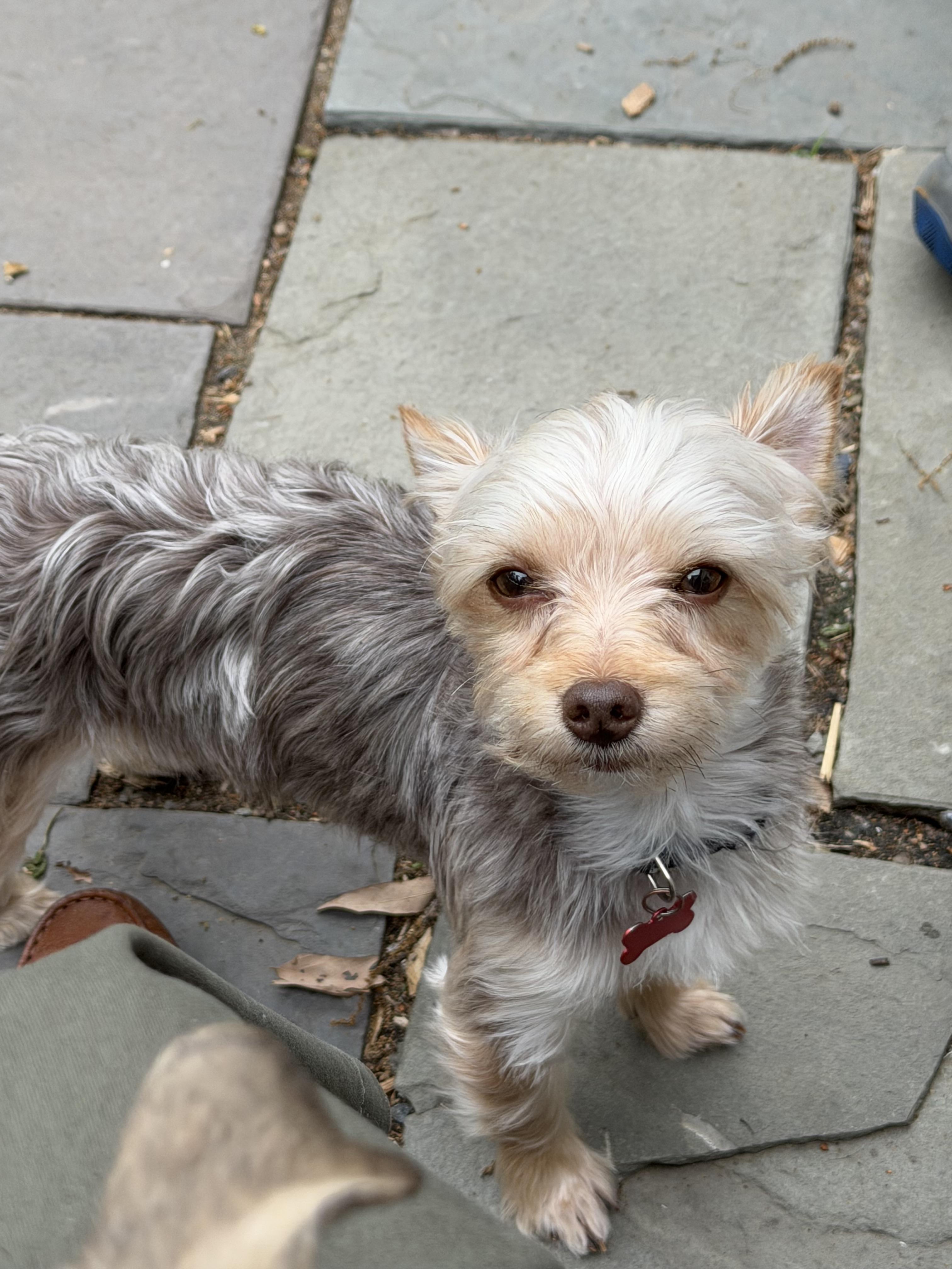 Hersey, a ADOPTABLE Yorkshire Terrier in Delmar, NY image 2/4