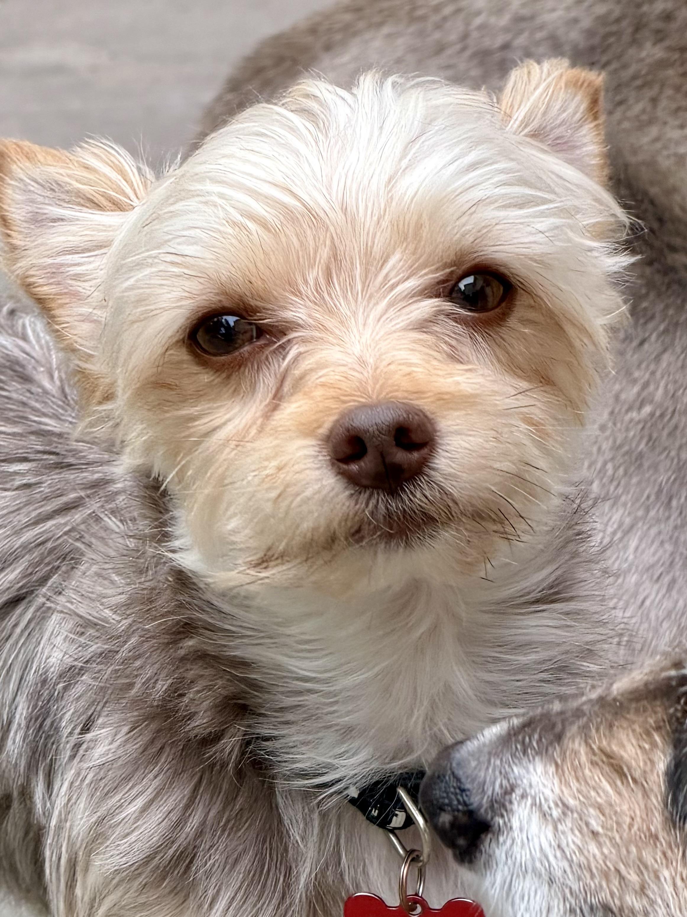 Hersey, a ADOPTABLE Yorkshire Terrier in Delmar, NY image 3/4