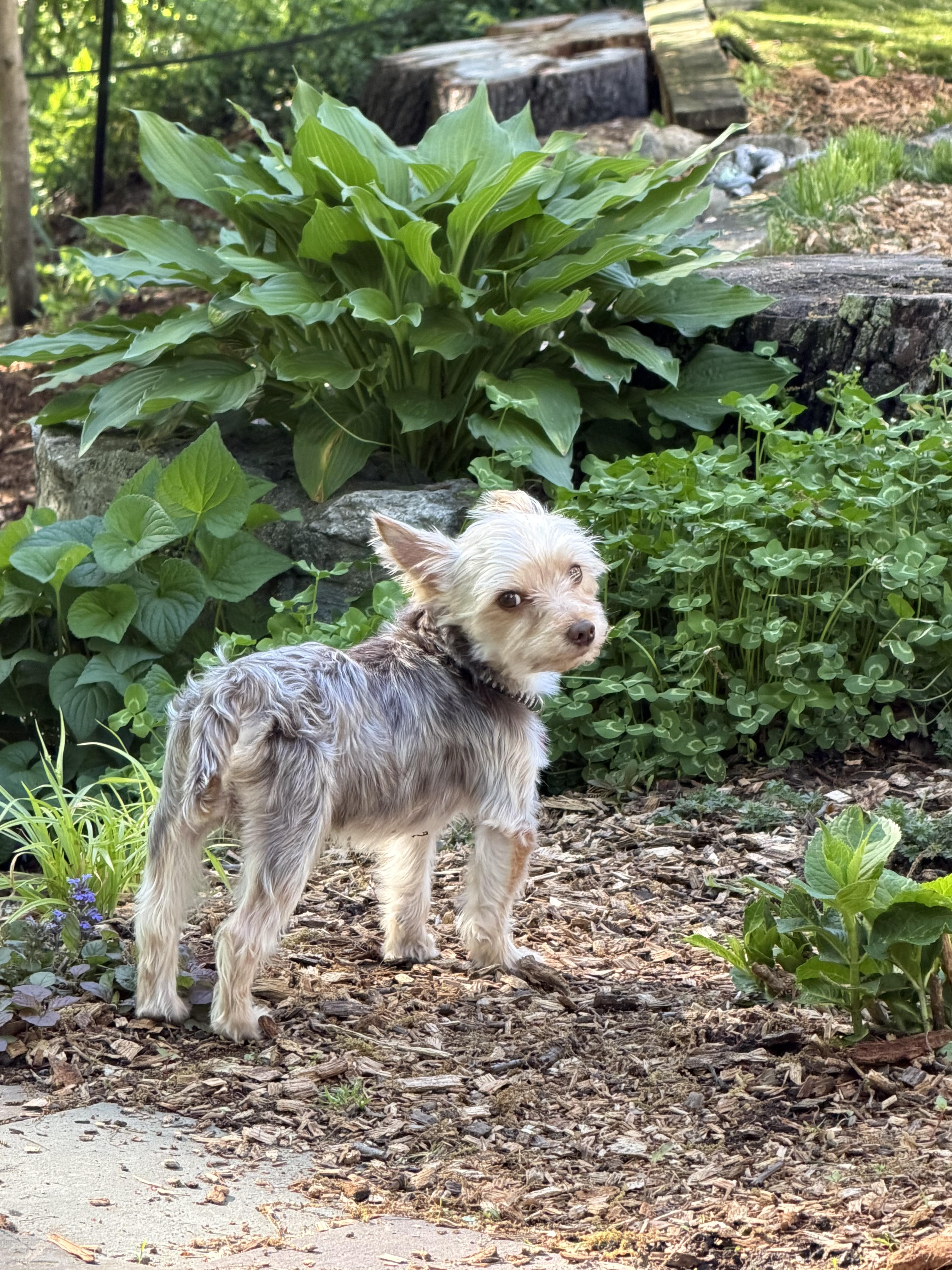 Hersey, a ADOPTABLE Yorkshire Terrier in Delmar, NY image 4/4