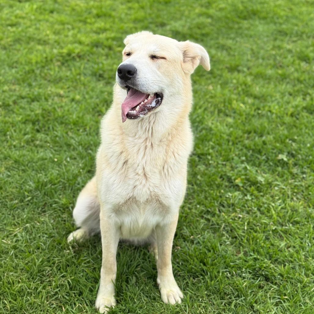 Skylar, Adoptable, Young Female Great Pyrenees & Shepherd.