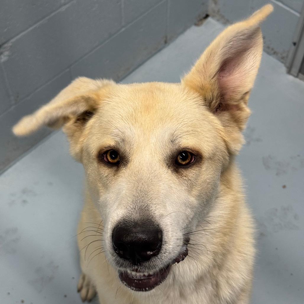 Enlarge Skylar, a Adoptable mixed breed in Santa Barbara, CA image 2/6