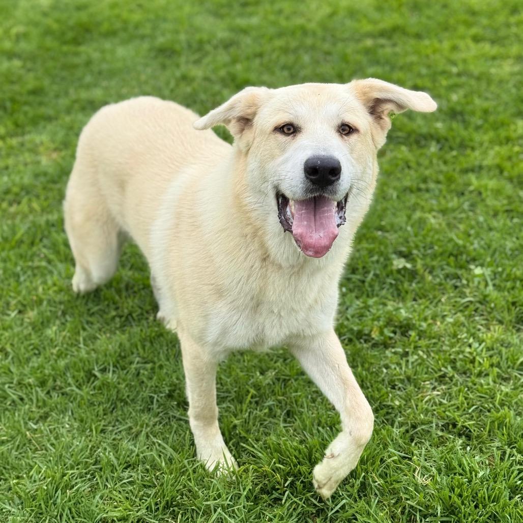 Enlarge Skylar, a Adoptable mixed breed in Santa Barbara, CA image 3/6