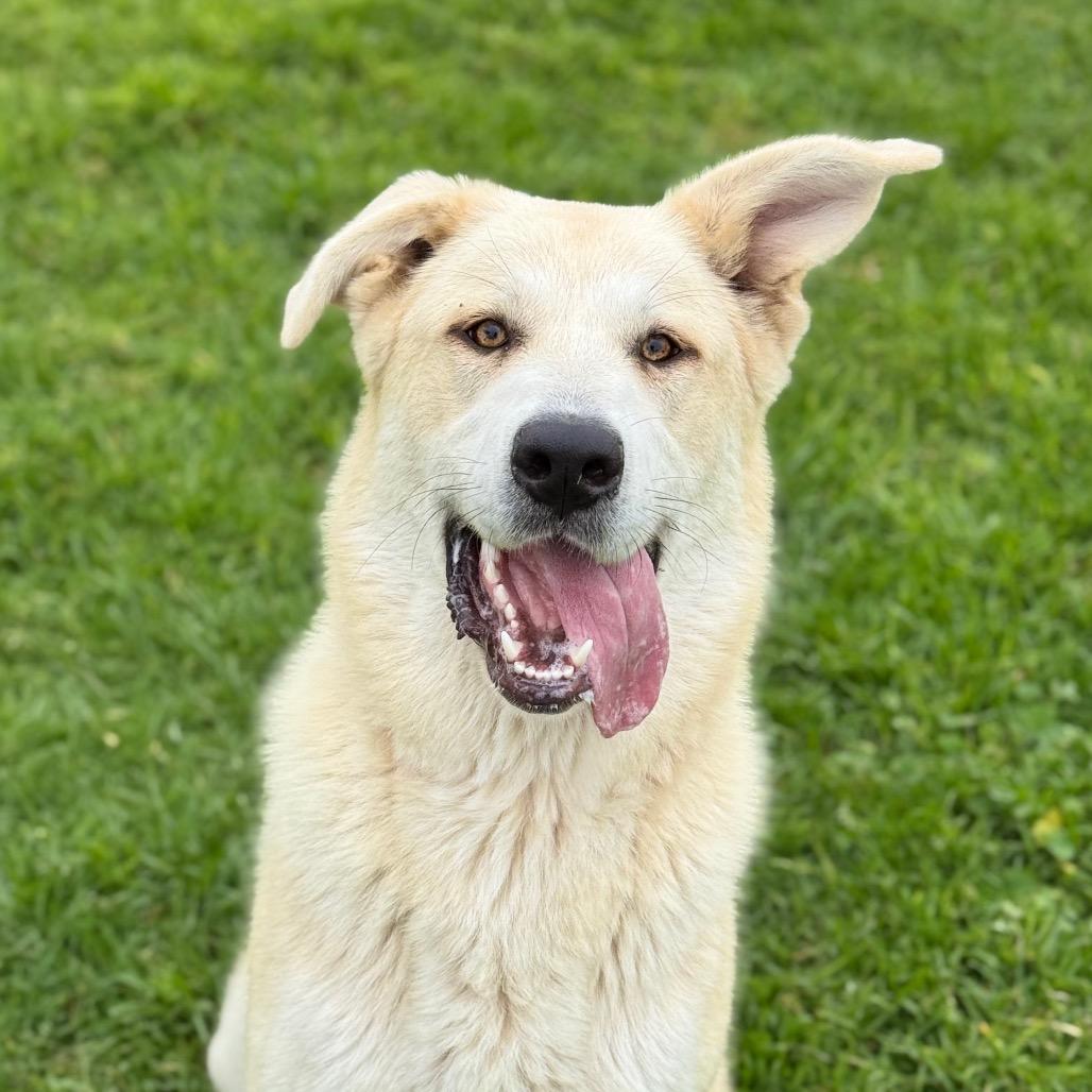 Enlarge Skylar, a Adoptable mixed breed in Santa Barbara, CA image 4/6