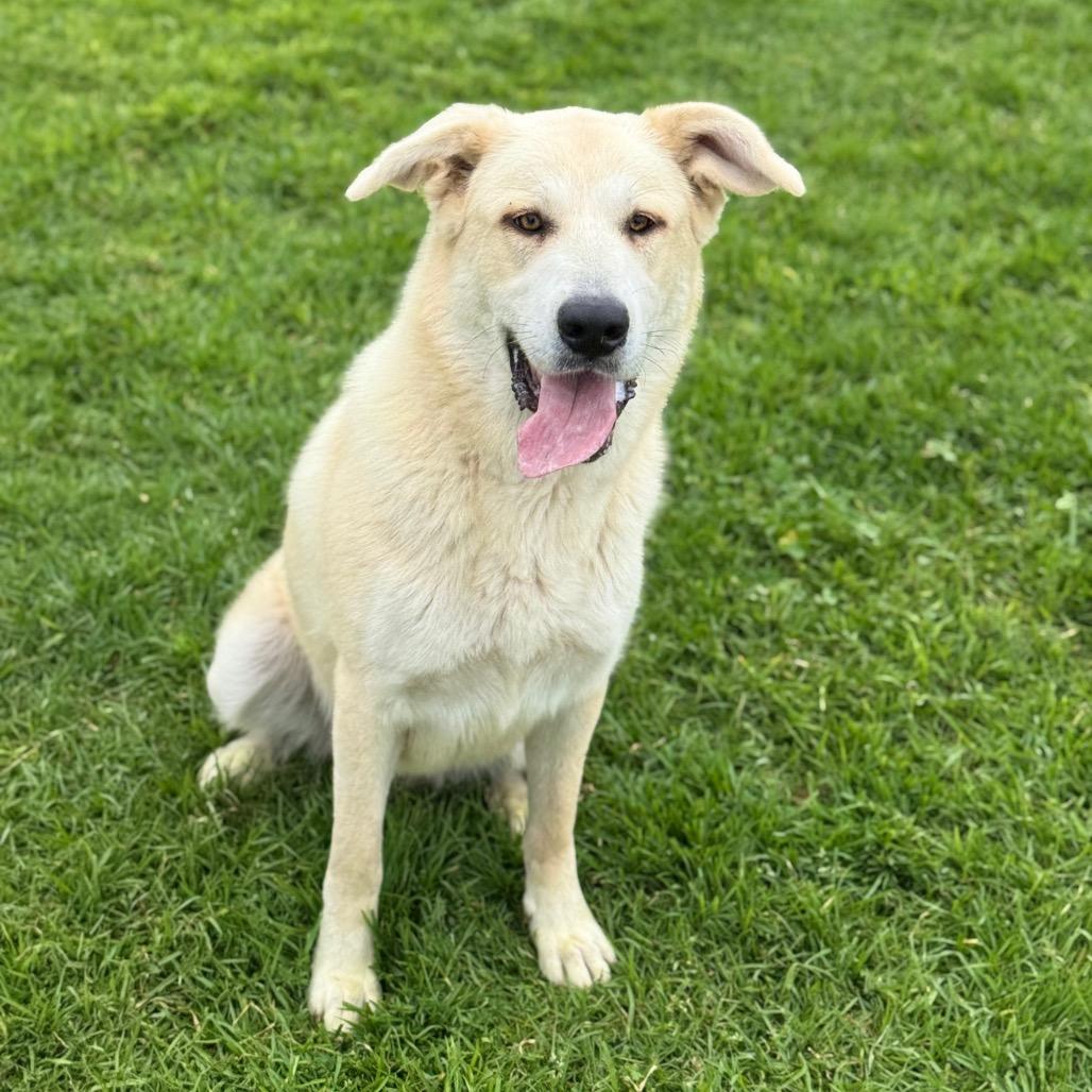 Enlarge Skylar, a Adoptable mixed breed in Santa Barbara, CA image 5/6