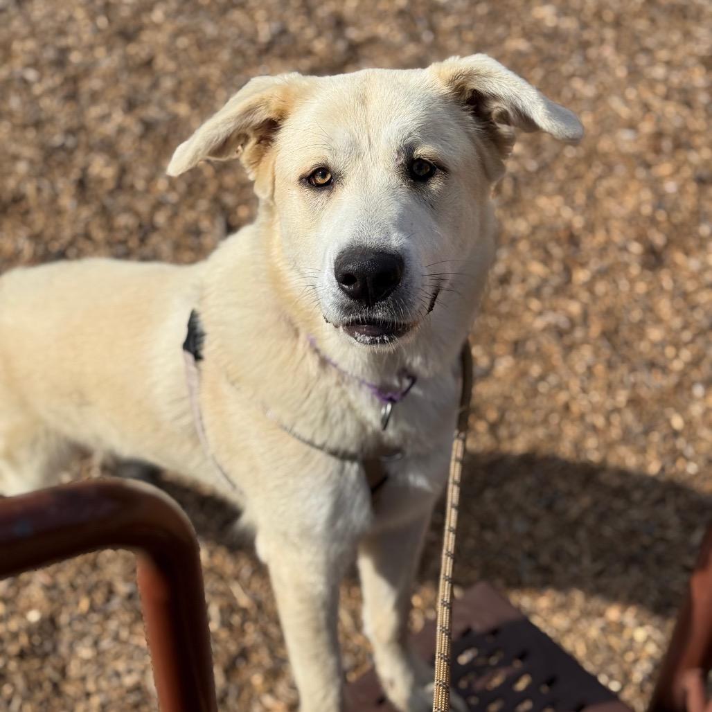 Enlarge Skylar, a Adoptable mixed breed in Santa Barbara, CA image 6/6