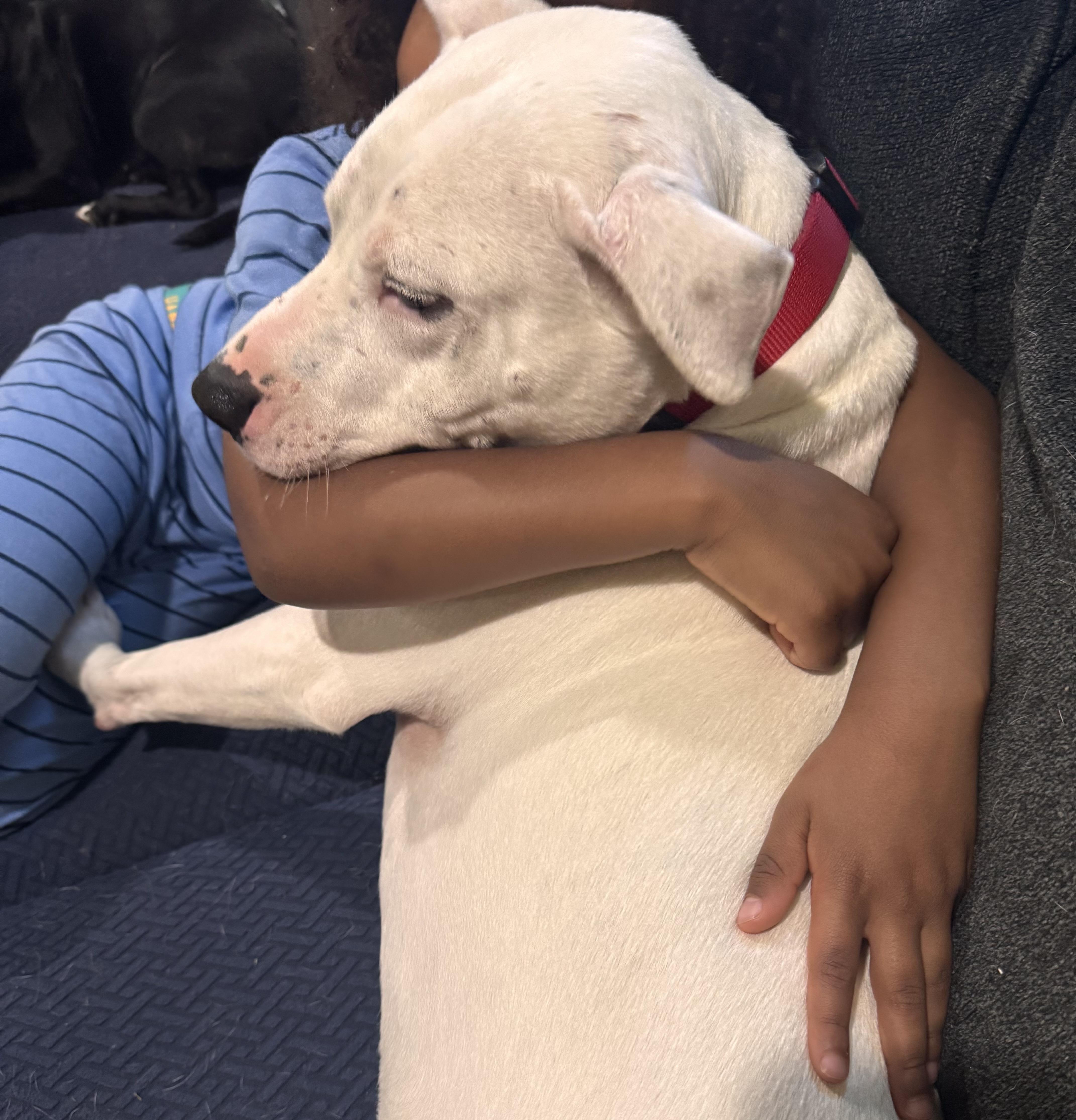Enlarge Little Brother, a ADOPTABLE mixed breed in Newton, NJ image 2/4