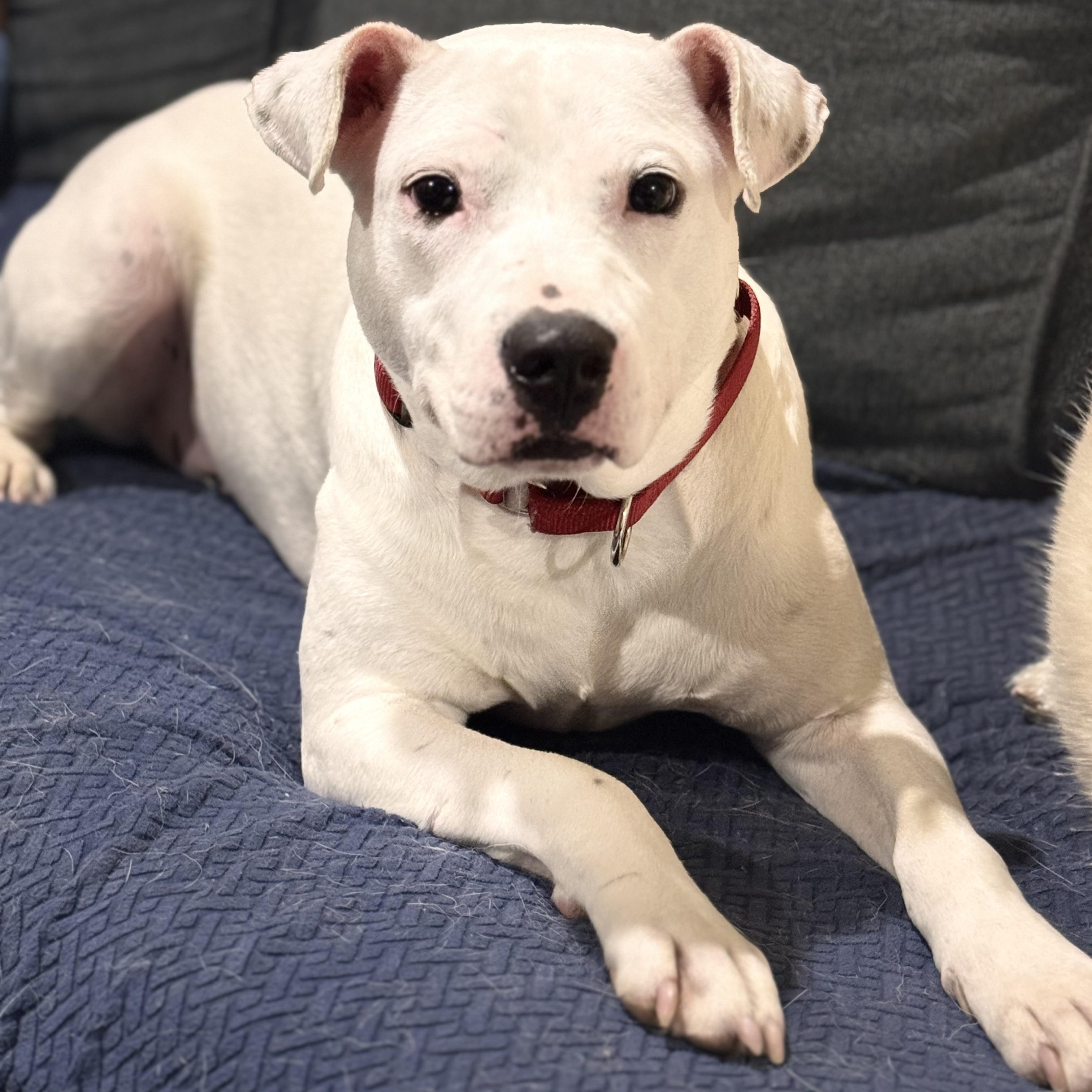 Enlarge Little Brother, an adopted mixed breed in Newton, NJ image 1/5