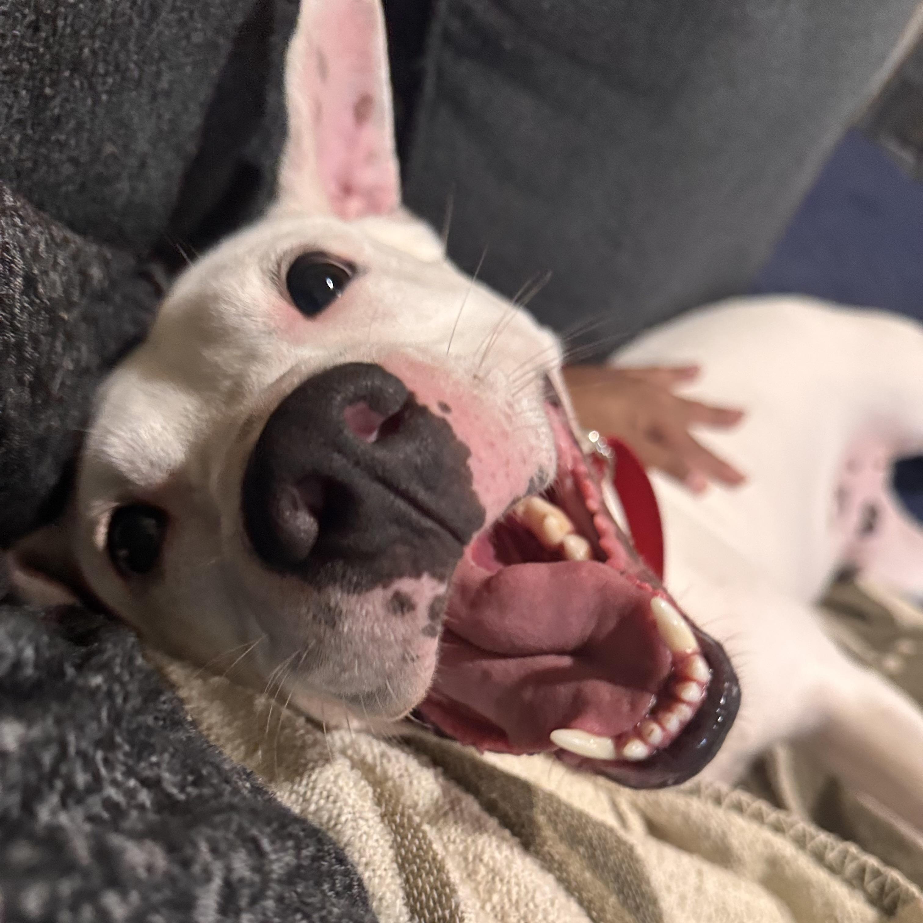 Little Brother, ADOPTABLE, Young Male American Staffordshire Terrier & English Pointer.