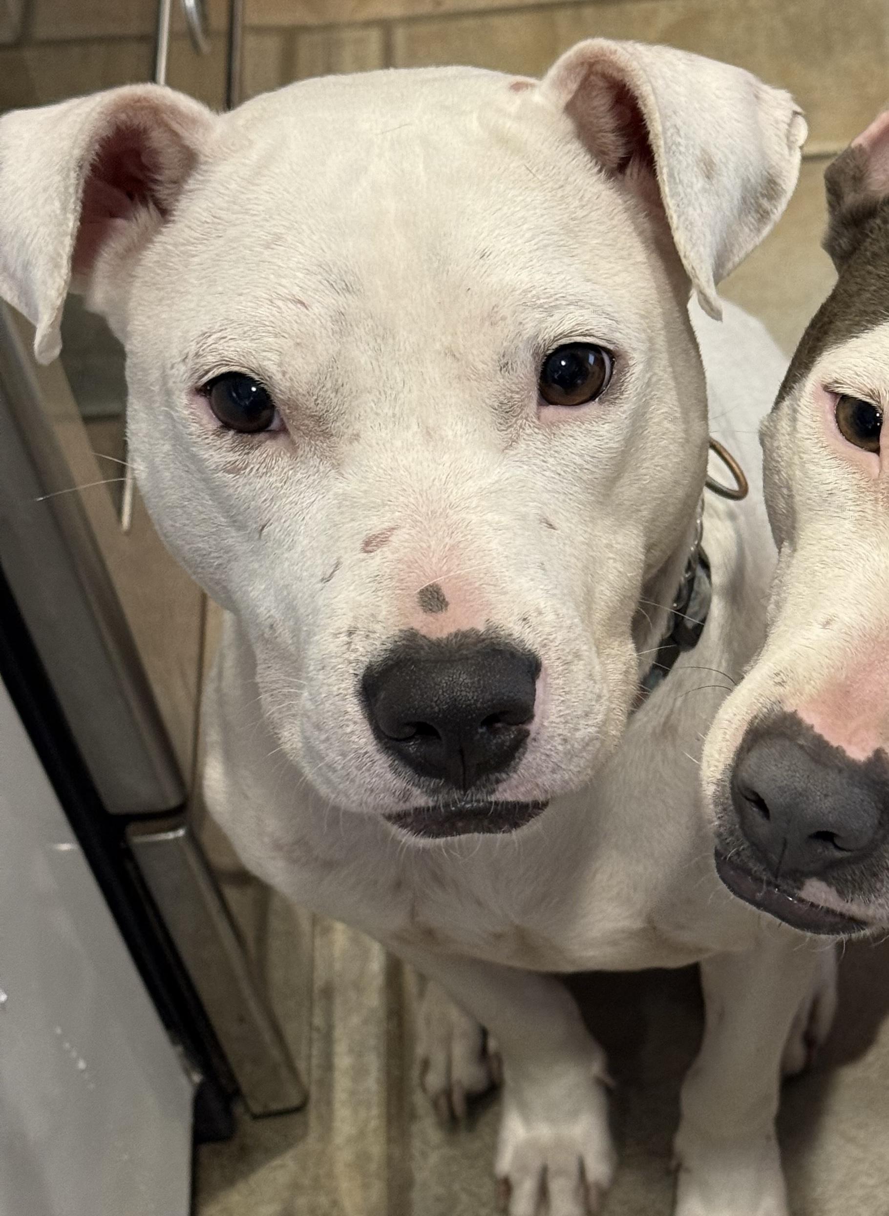 Enlarge Little Brother, a ADOPTABLE mixed breed in Newton, NJ image 4/4