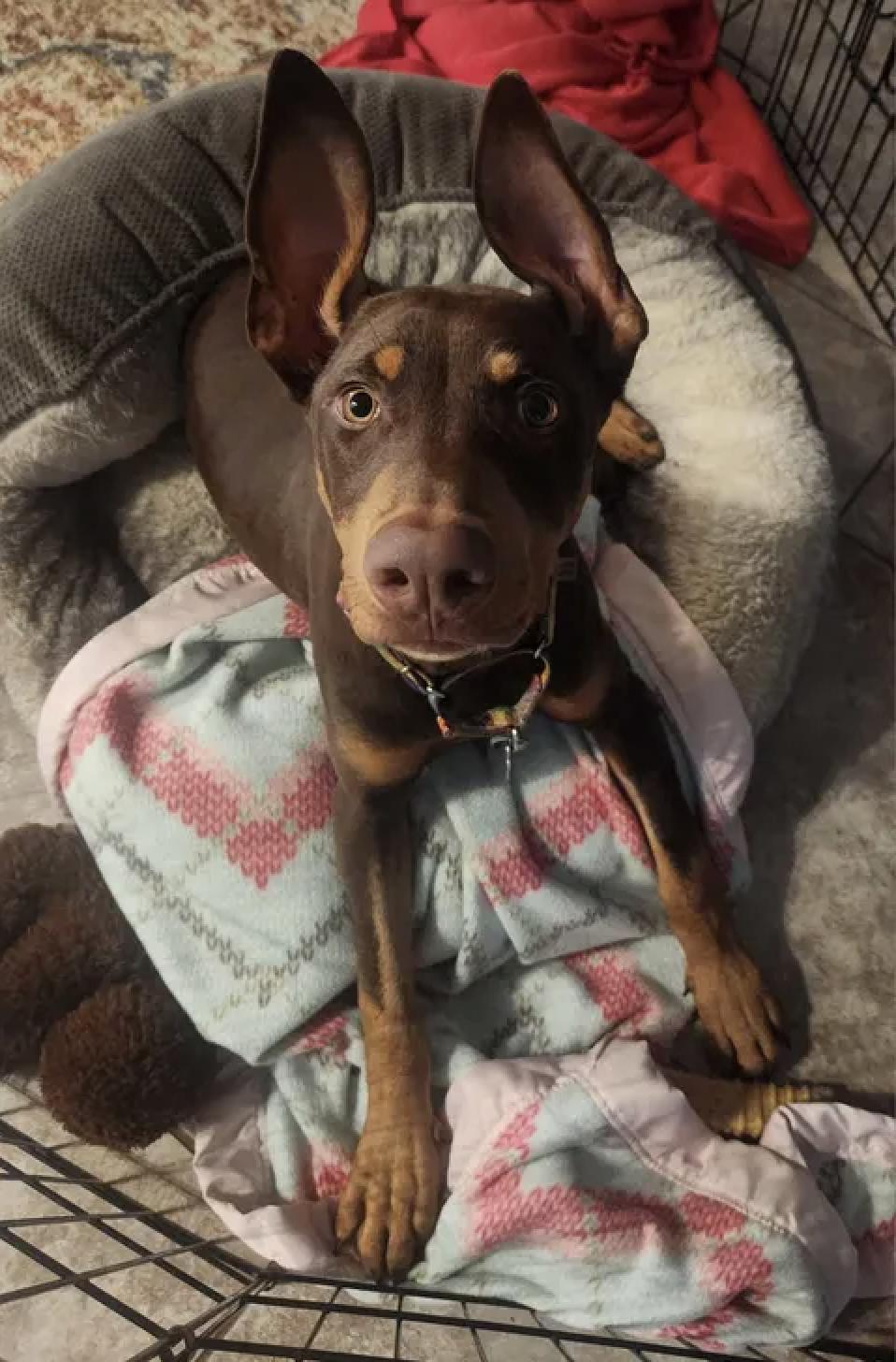 Enlarge Reese, a Adopted mixed breed in Oxford, MI image 4/5