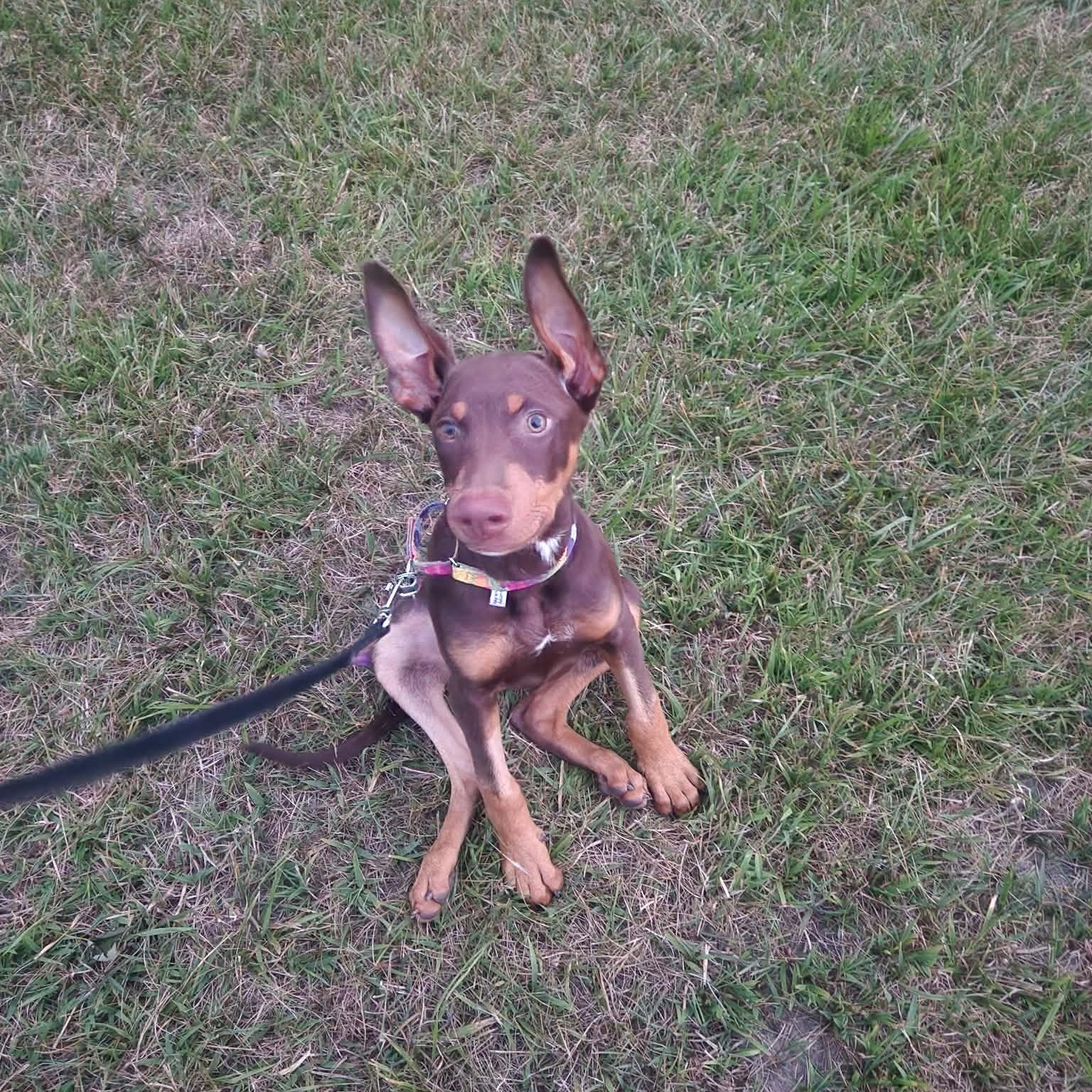 Enlarge Reese, a Adopted mixed breed in Oxford, MI image 2/5