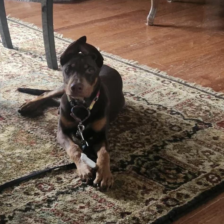 Enlarge Reese, a Adopted mixed breed in Oxford, MI image 3/5