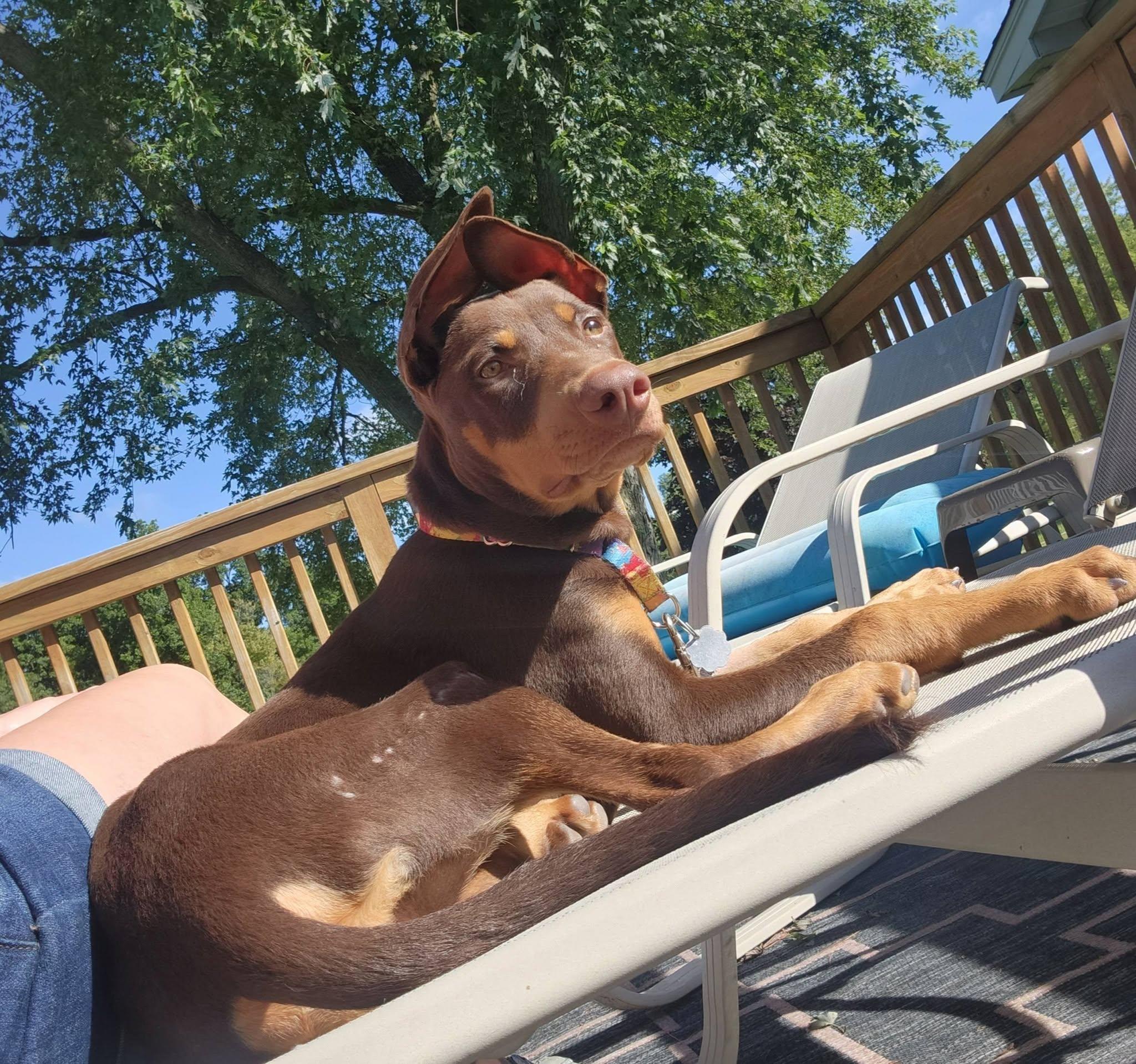 Enlarge Reese, a Adopted mixed breed in Oxford, MI image 5/5