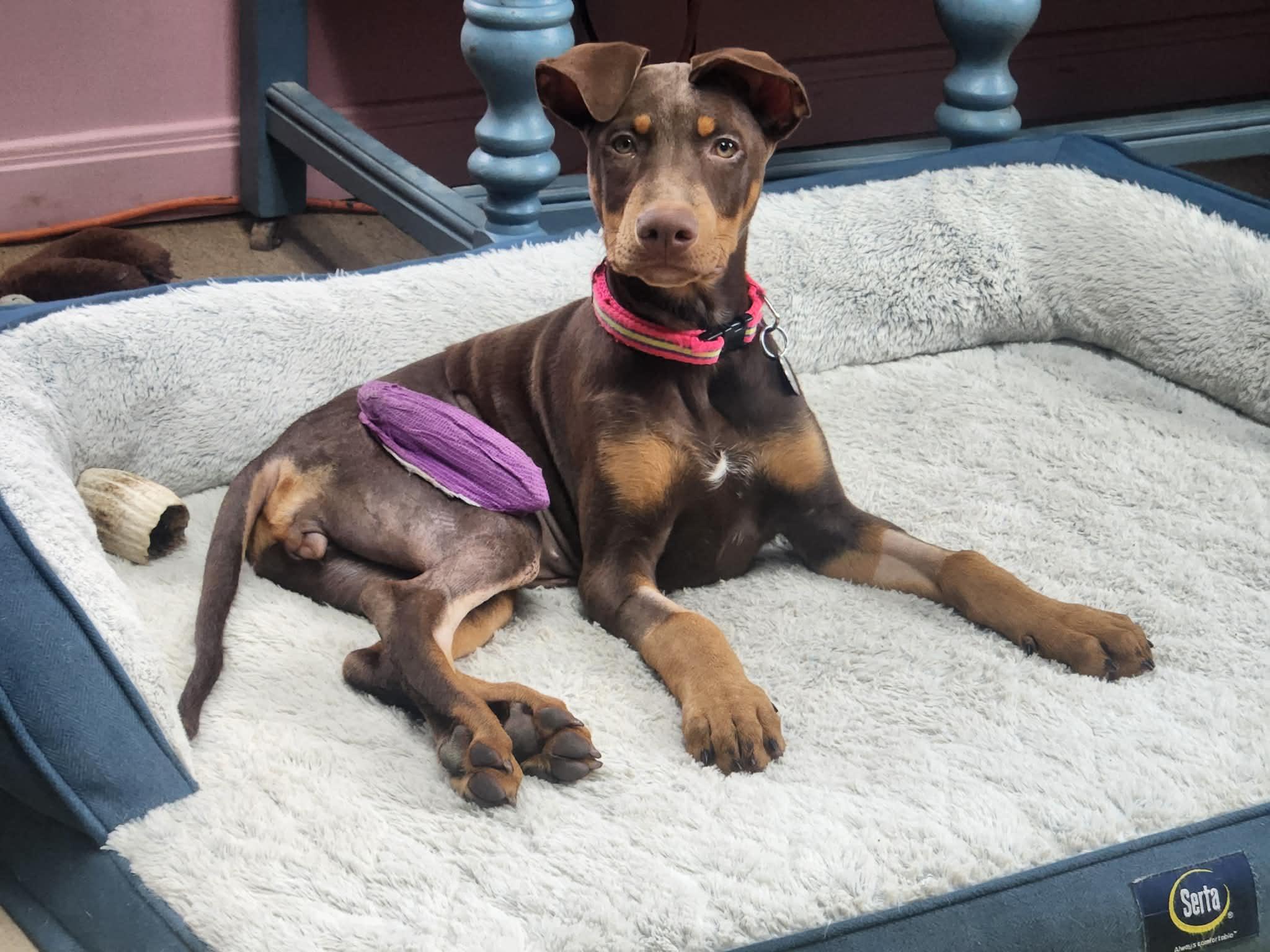 Reese, Adopted, Puppy Female Doberman Pinscher & Mixed Breed.