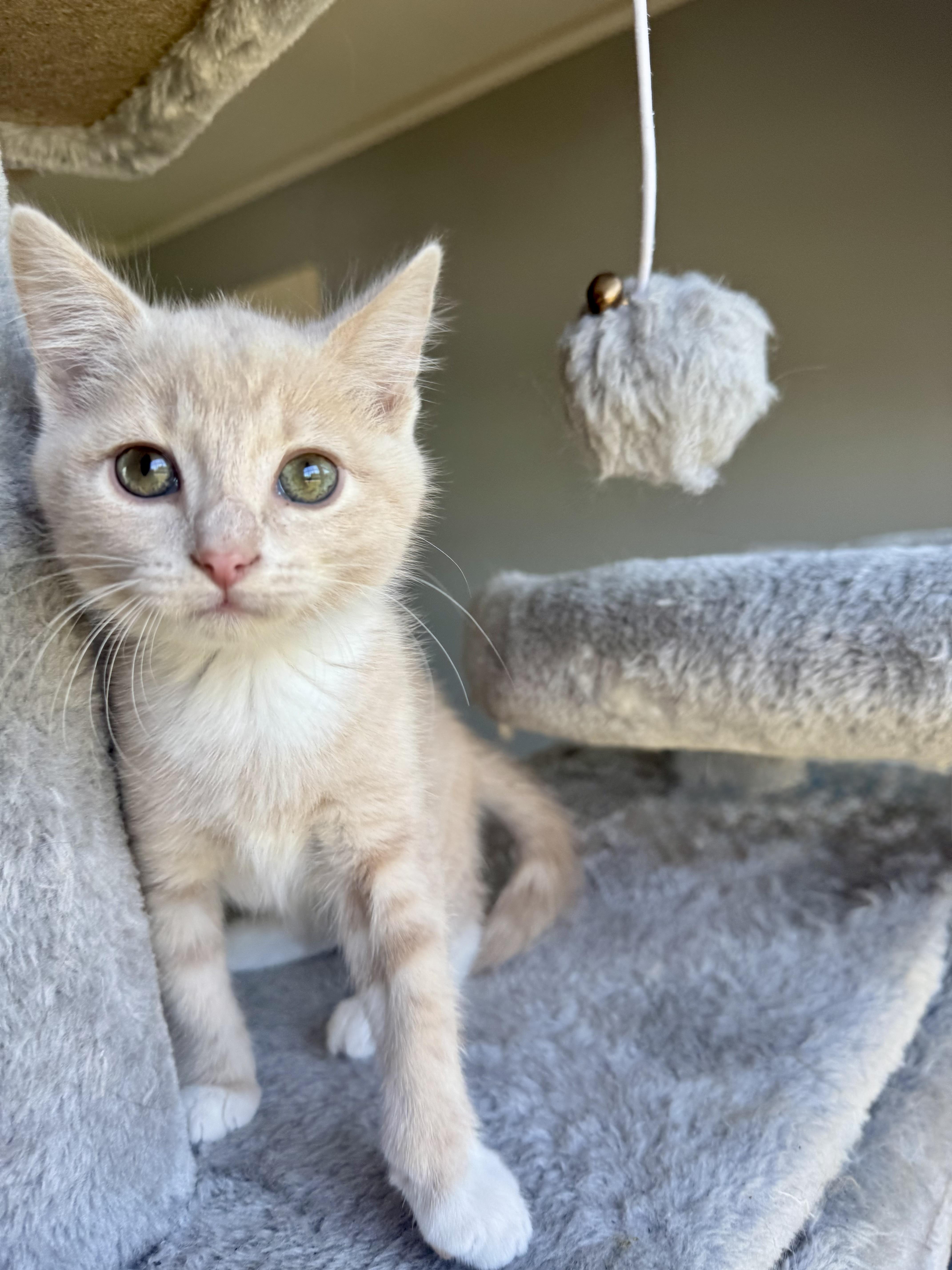 Enlarge Max, an adopted Domestic Short Hair in Greenville, SC image 1/5