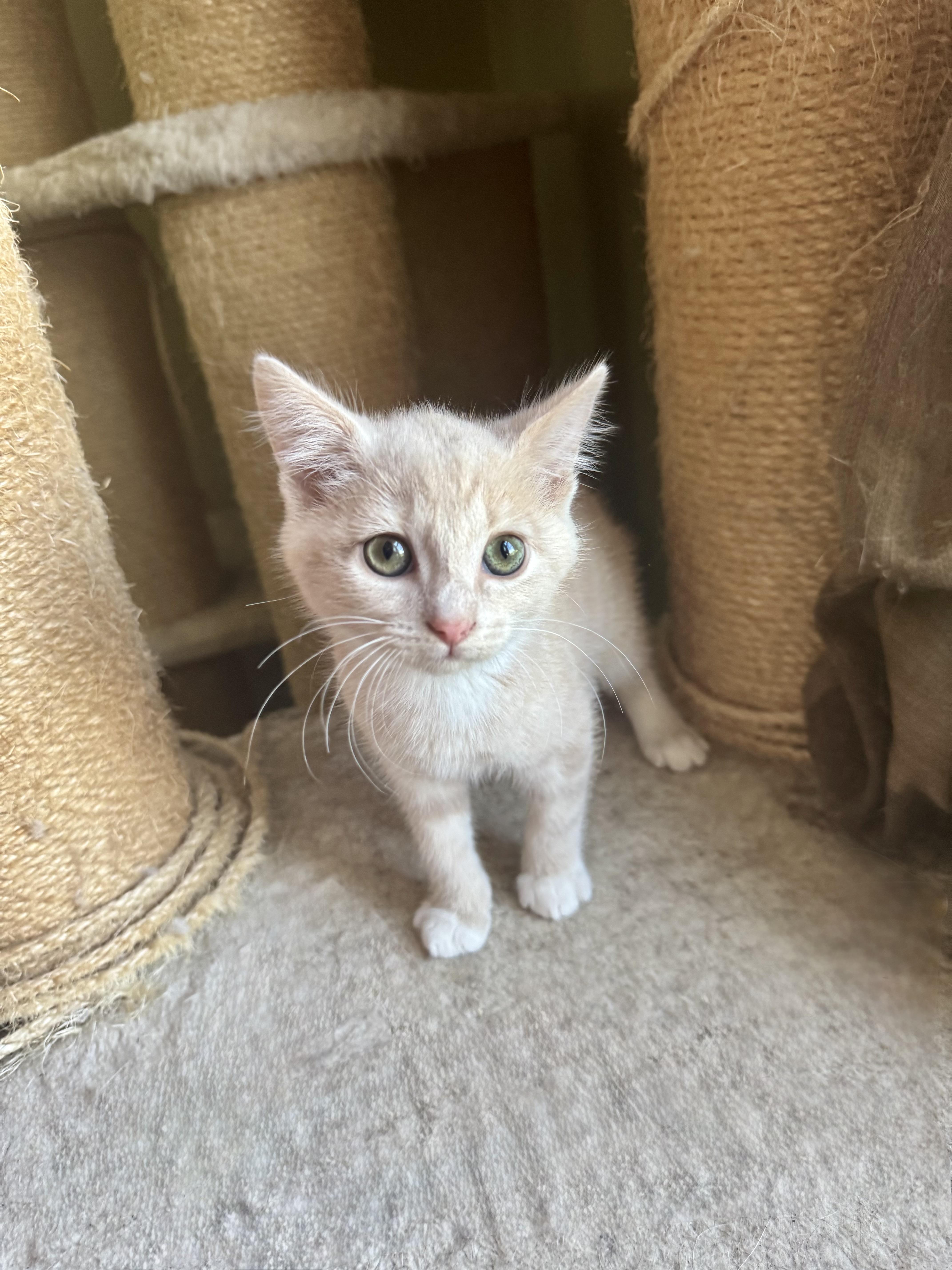 Enlarge Max, an adopted Domestic Short Hair in Greenville, SC image 2/5