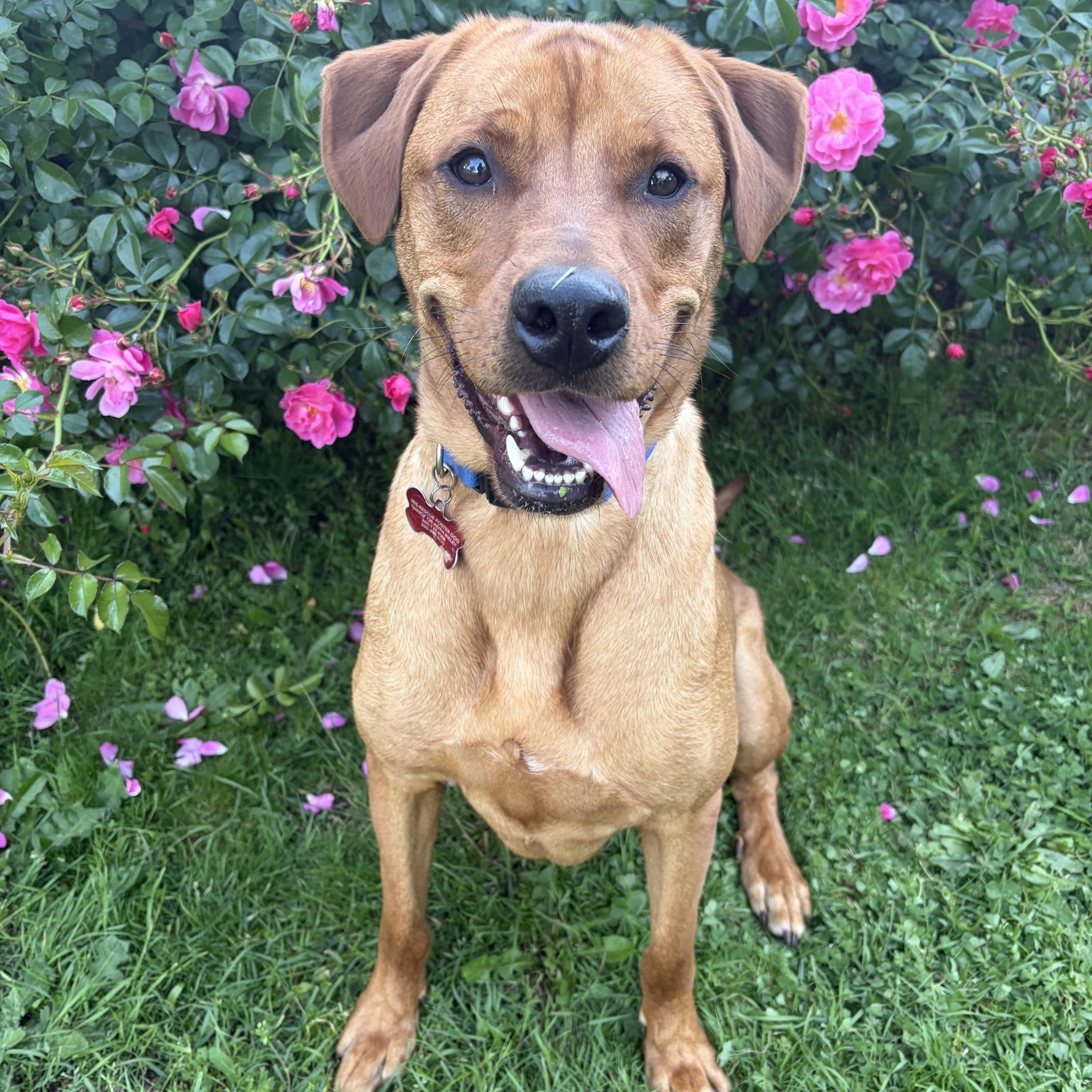 Nicholas , ADOPTABLE, Young Male Labrador Retriever & Rhodesian Ridgeback.
